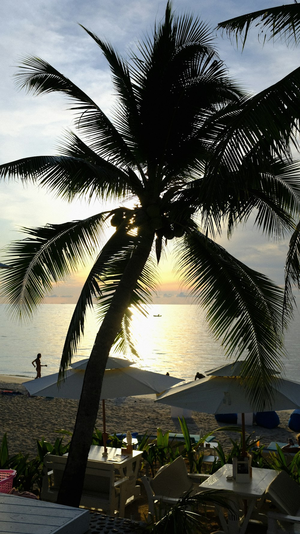 uma palmeira em uma praia