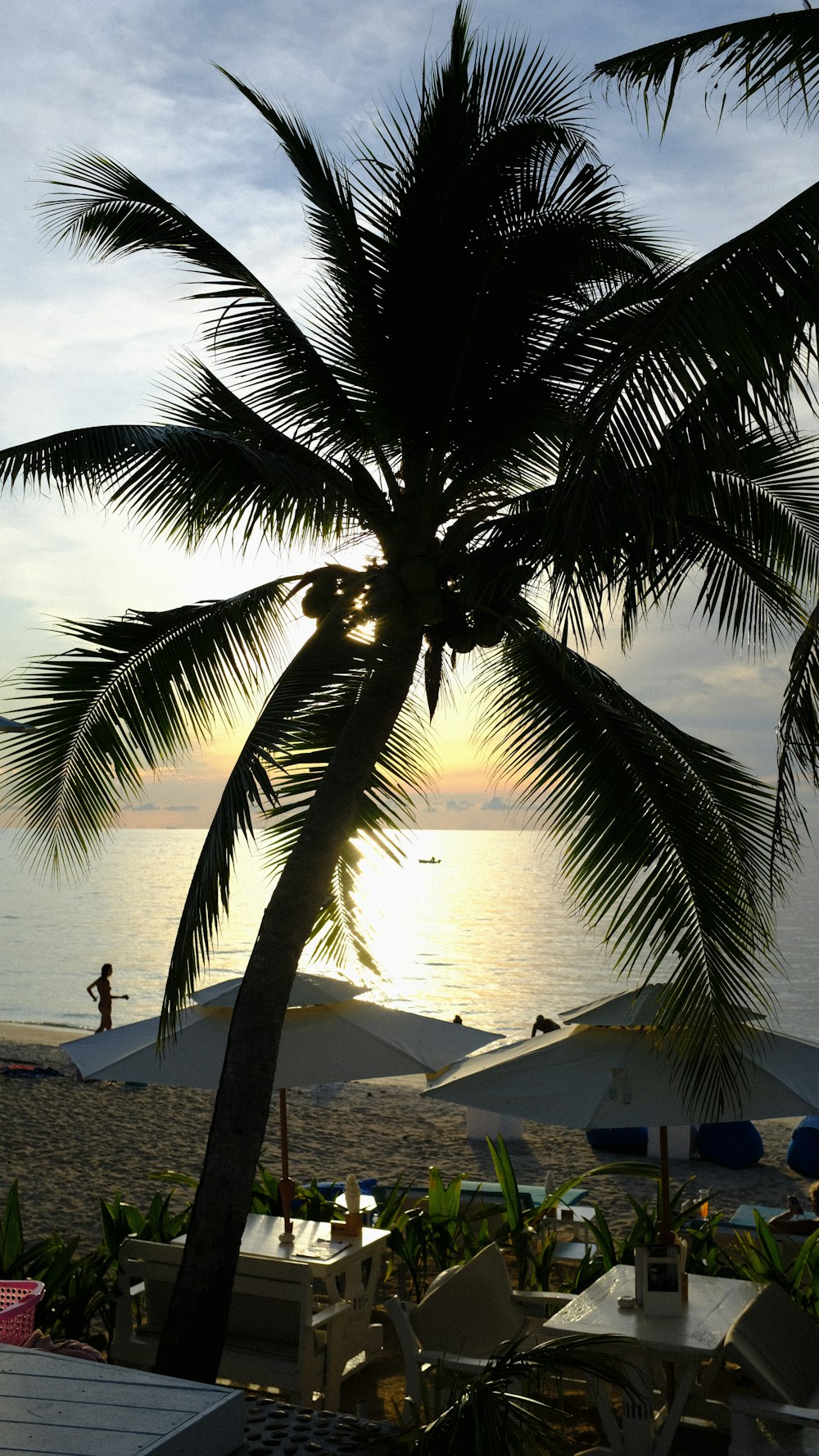 a palm tree on a beach