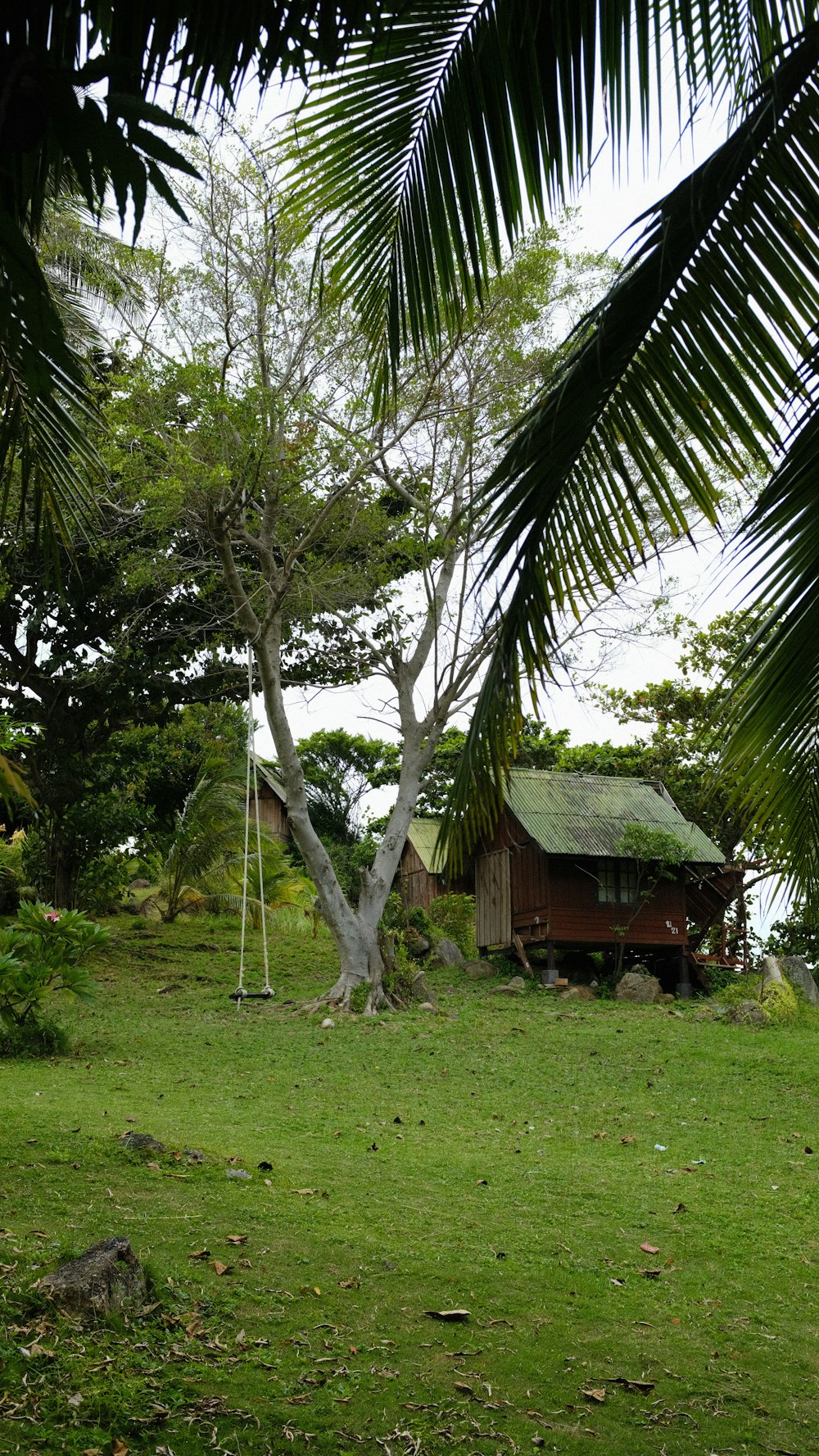 Une girafe debout à côté d’un palmier