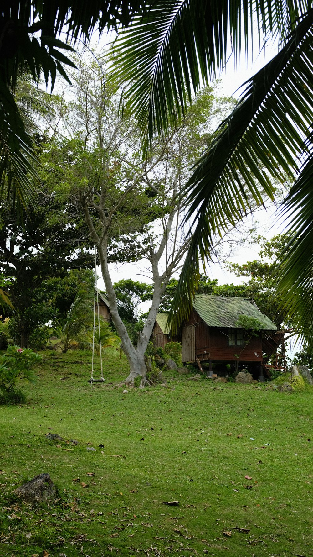 a giraffe standing next to a palm tree