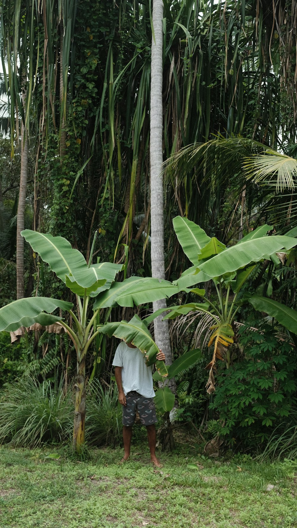 a tree in a grassy area with palm trees