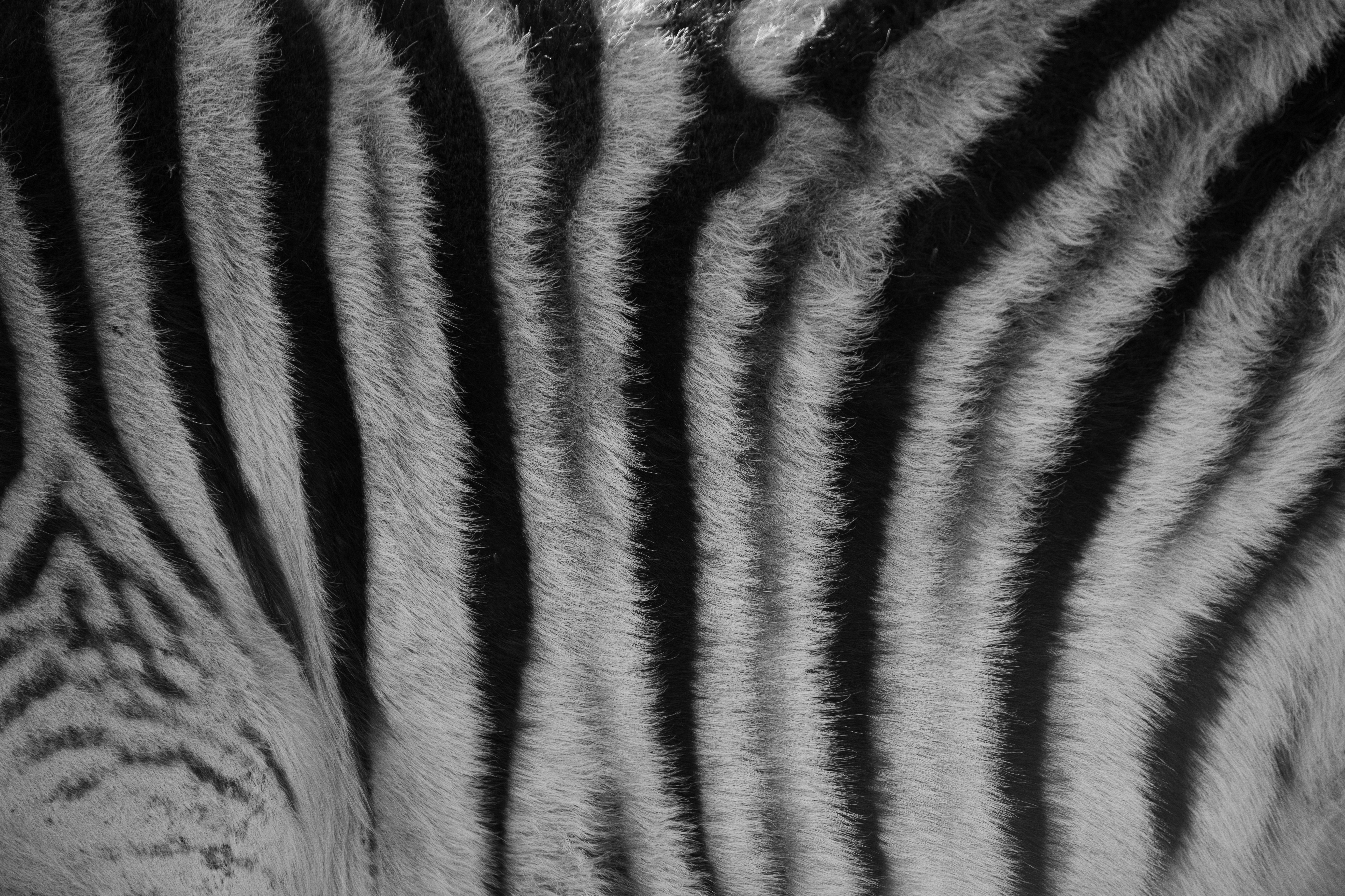 A close up of a zebra photo – Free Grey Image on Unsplash