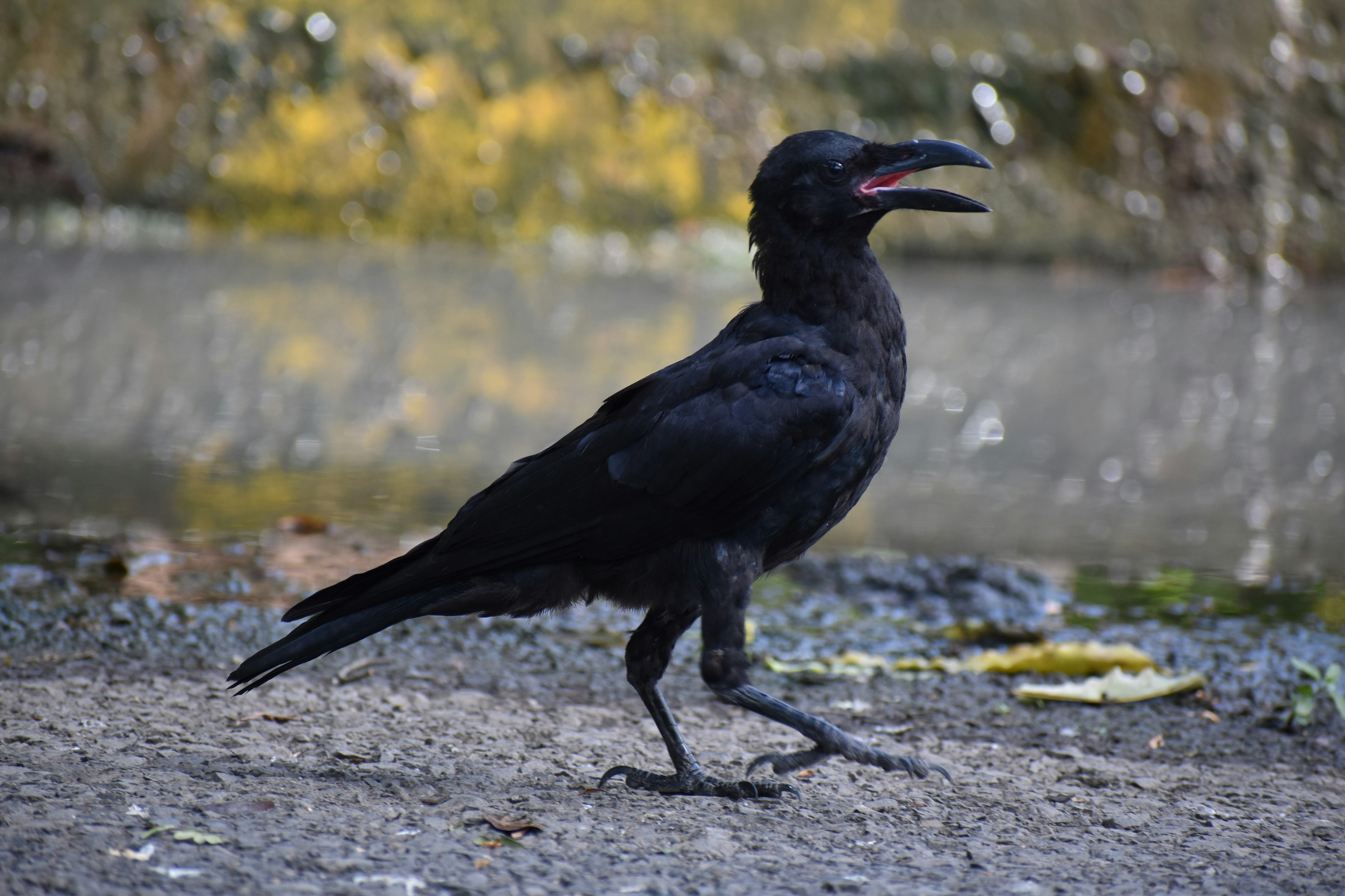 Photo by the_shepient