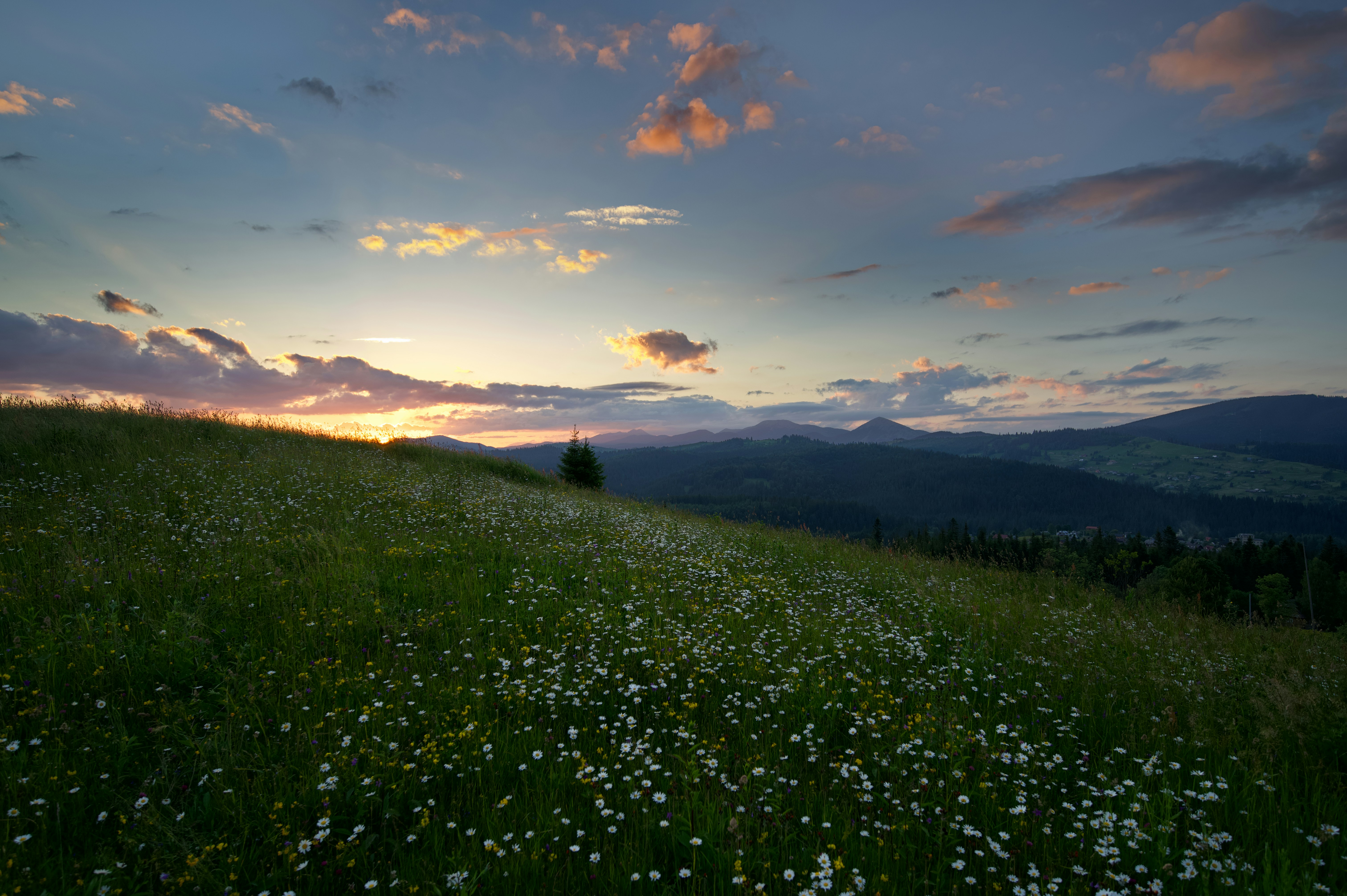 a field of flowers with a sunset in the background