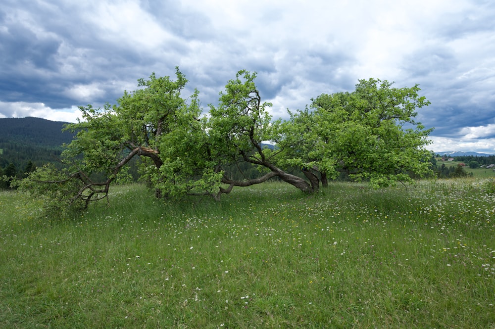 a group of trees in a grassy field