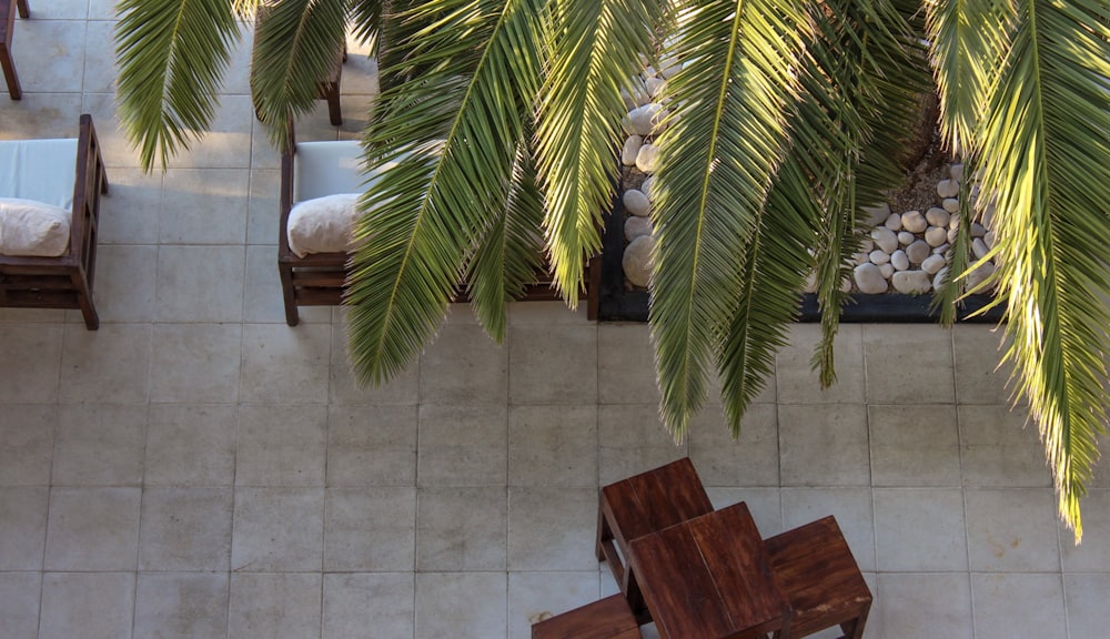 a room with chairs and palm trees