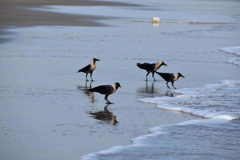 birds walking in water