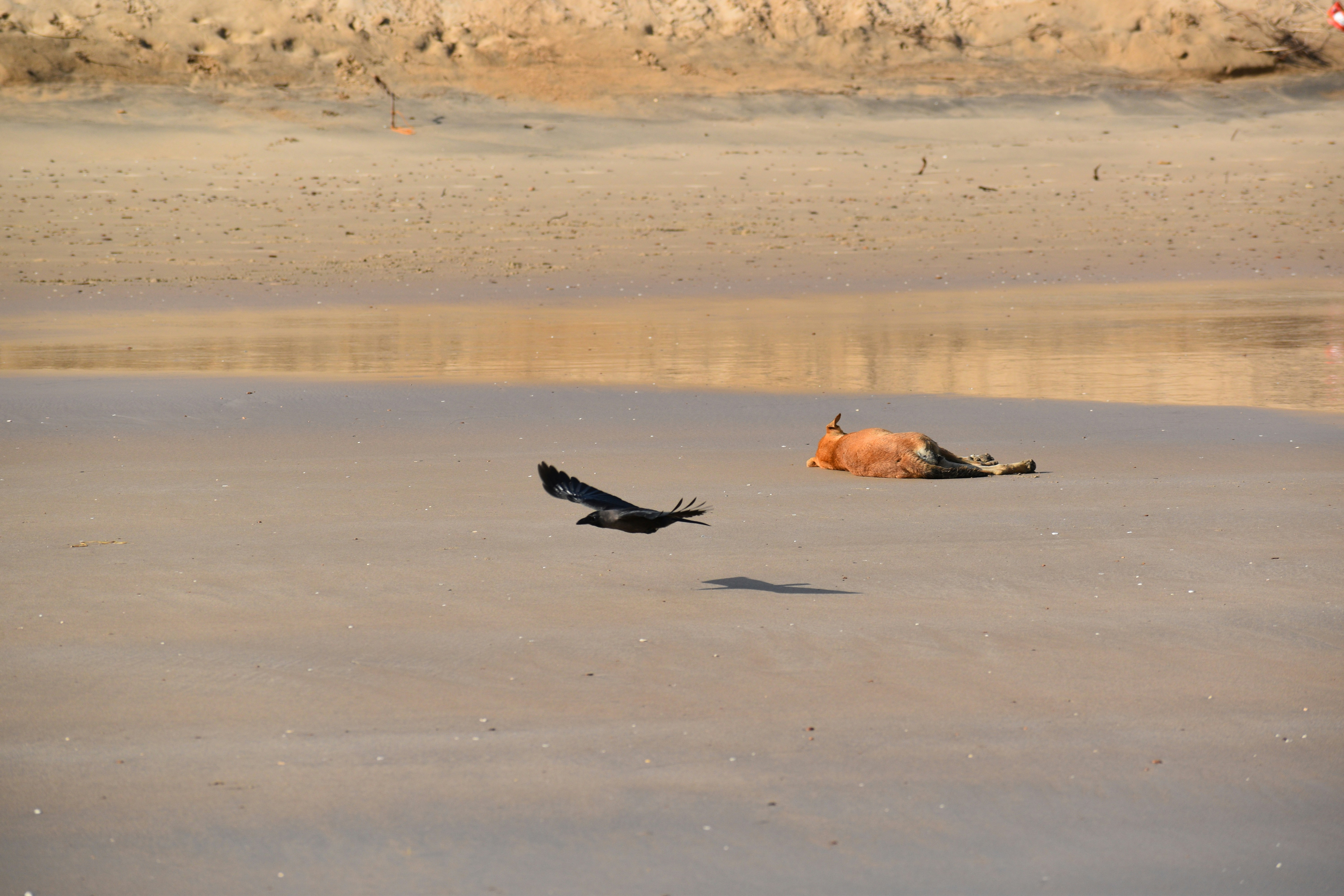 Photo by the_shepient