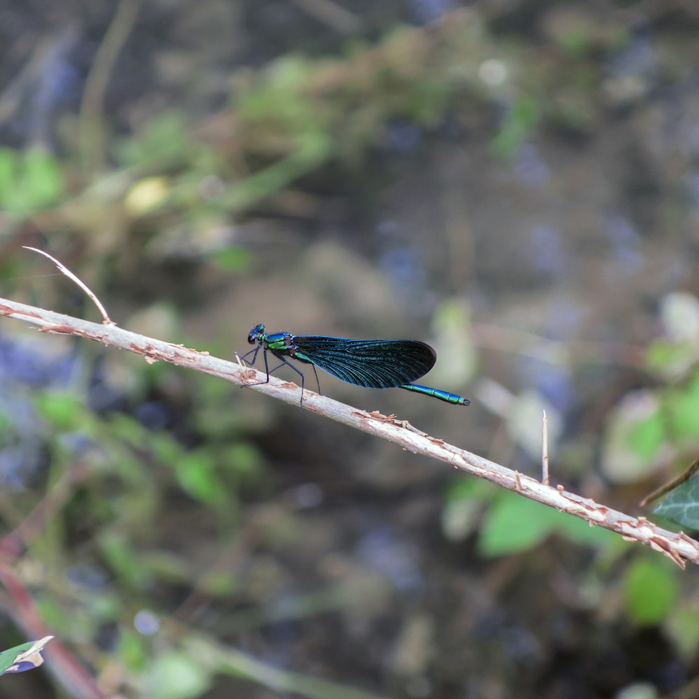 a dragonfly on a web