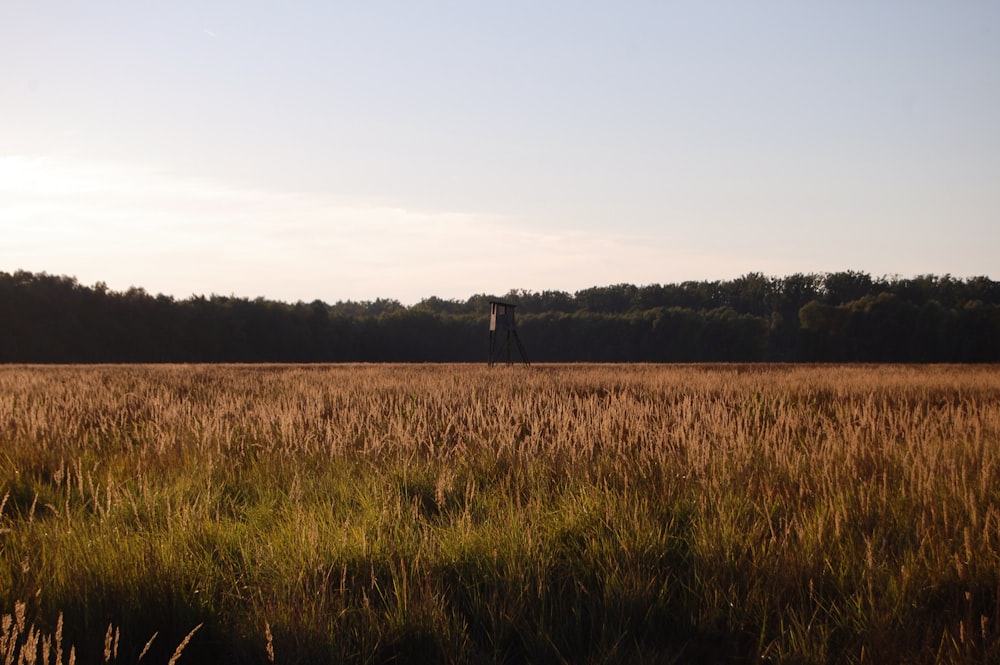 a person standing in a field