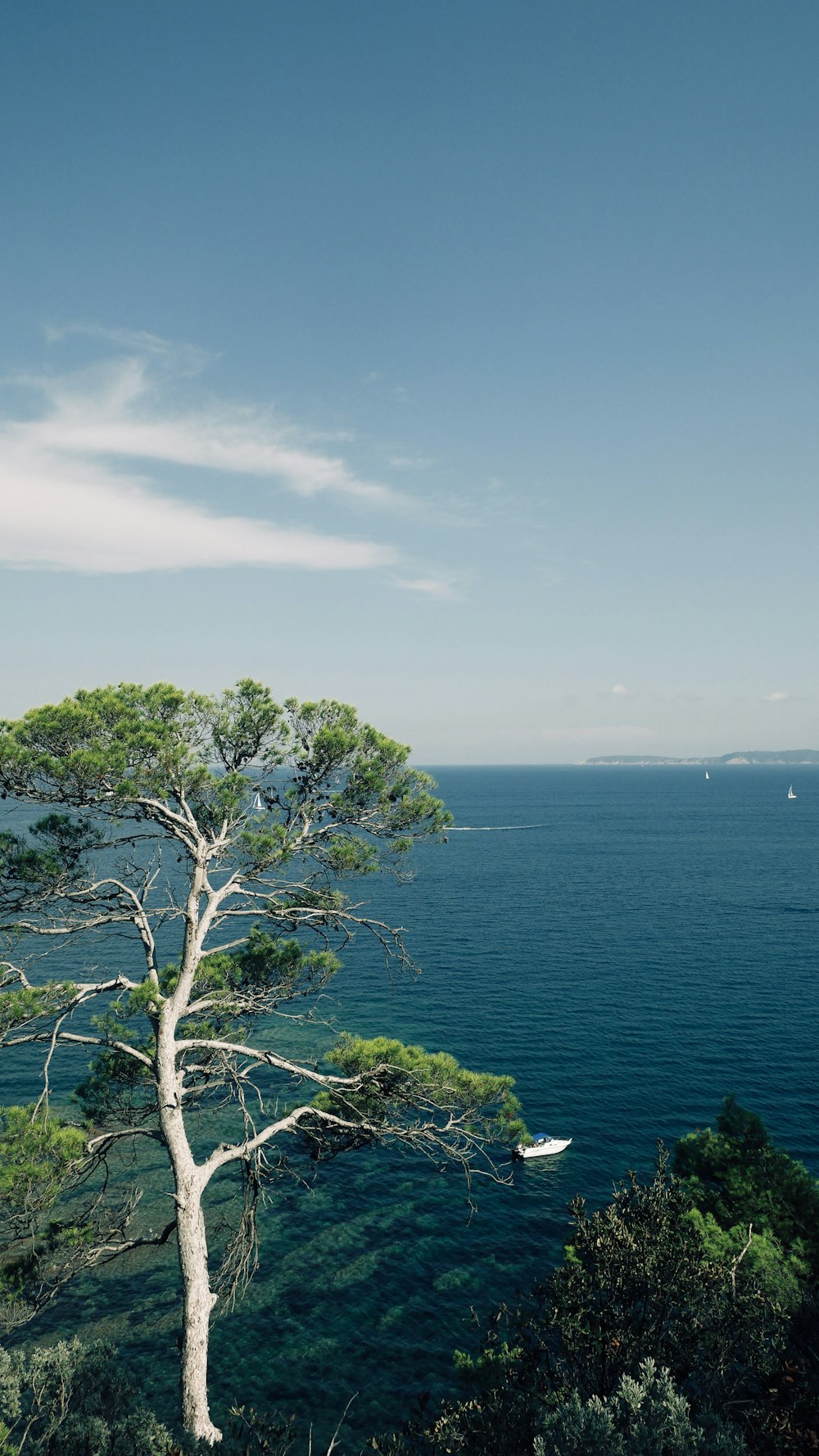 a tree next to a body of water