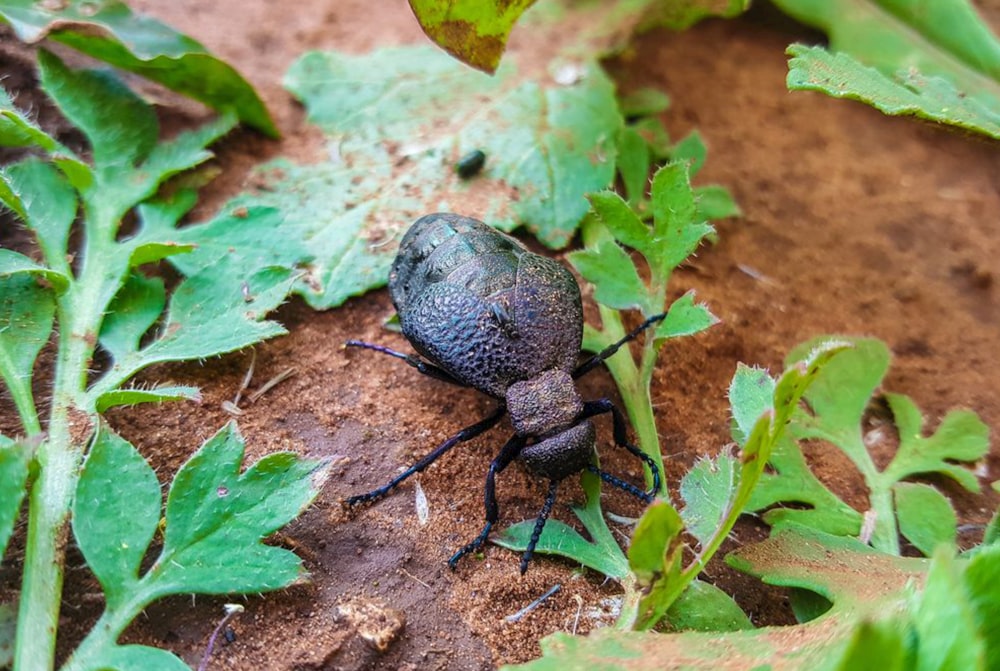 a black spider on the ground