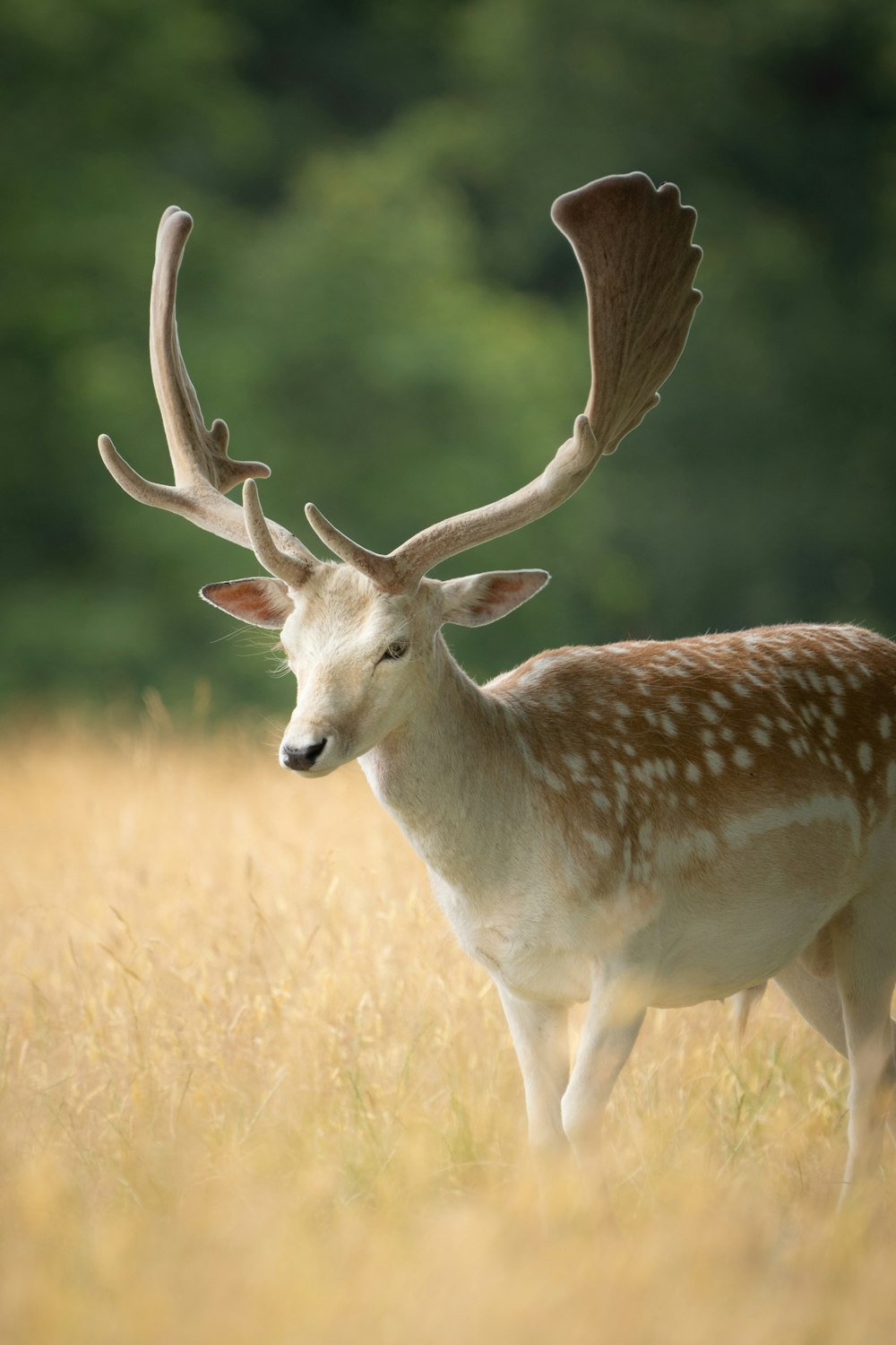 Ein Hirsch mit Geweih auf einem Feld