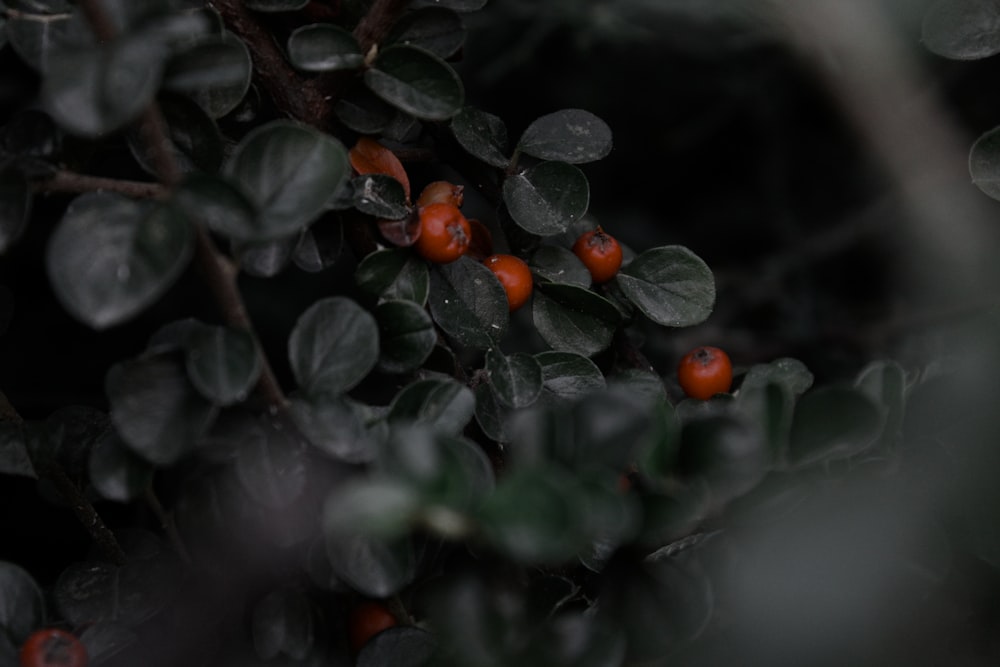 a group of small red berries on a bush