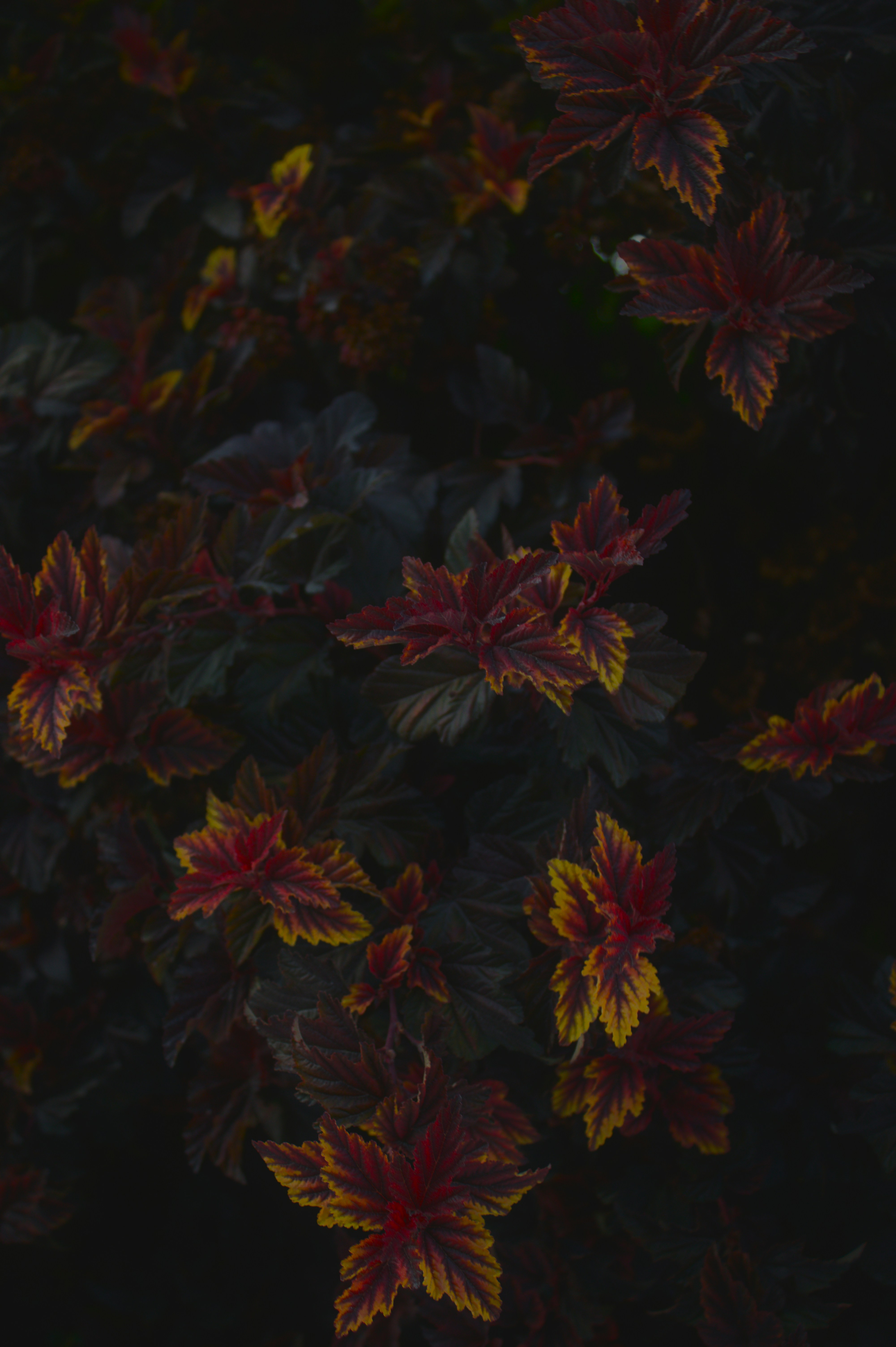 Photo by angelina_podbolotova