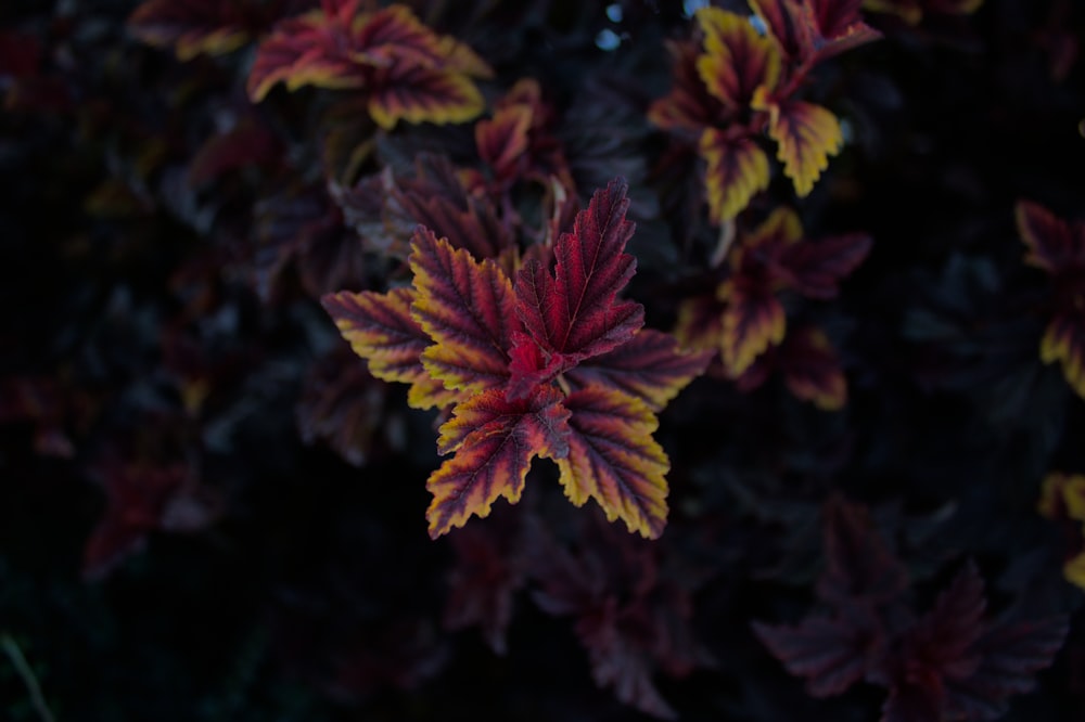 a close up of a flower