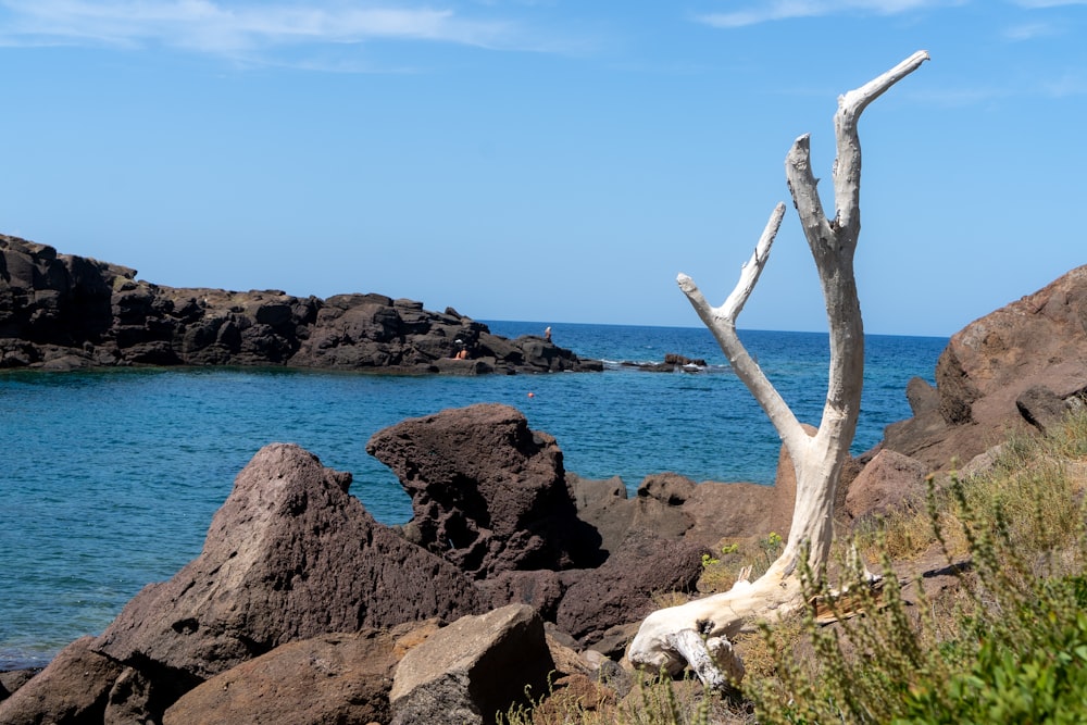 a tree on a rocky beach