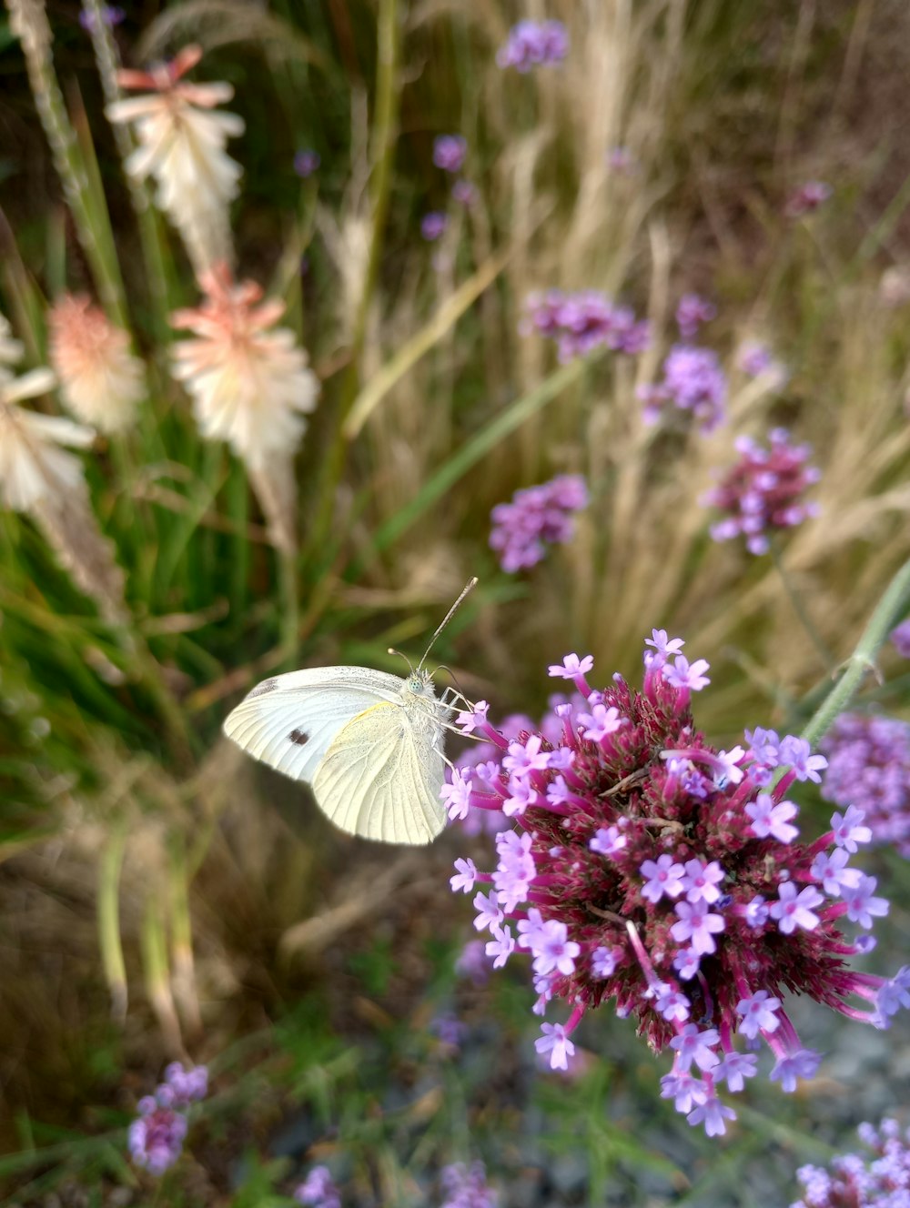 a butterfly on a flower