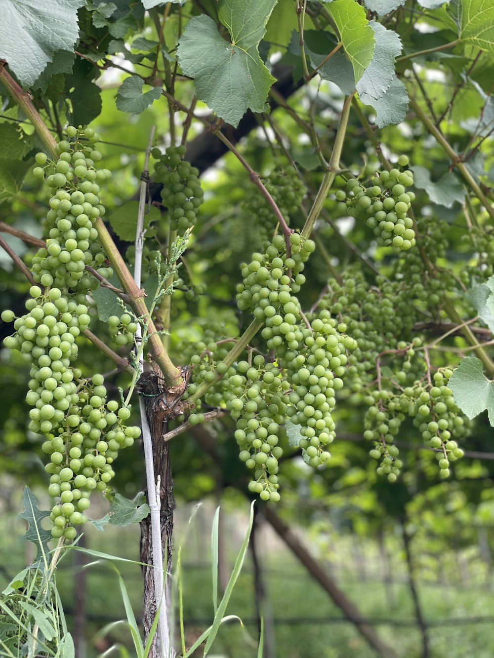 a bunch of grapes from a vine