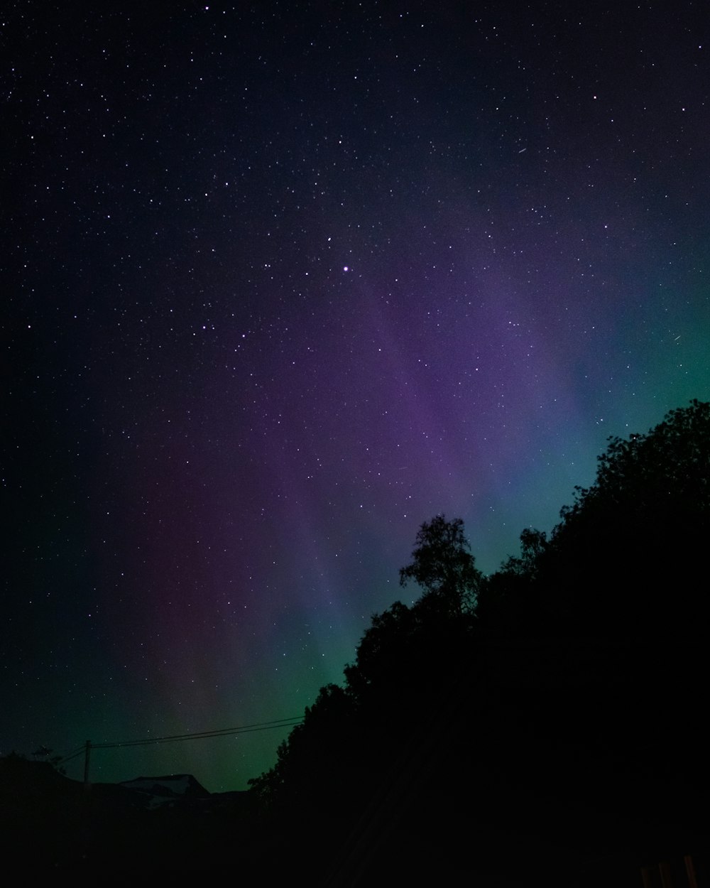 Un cielo notturno stellato sopra gli alberi