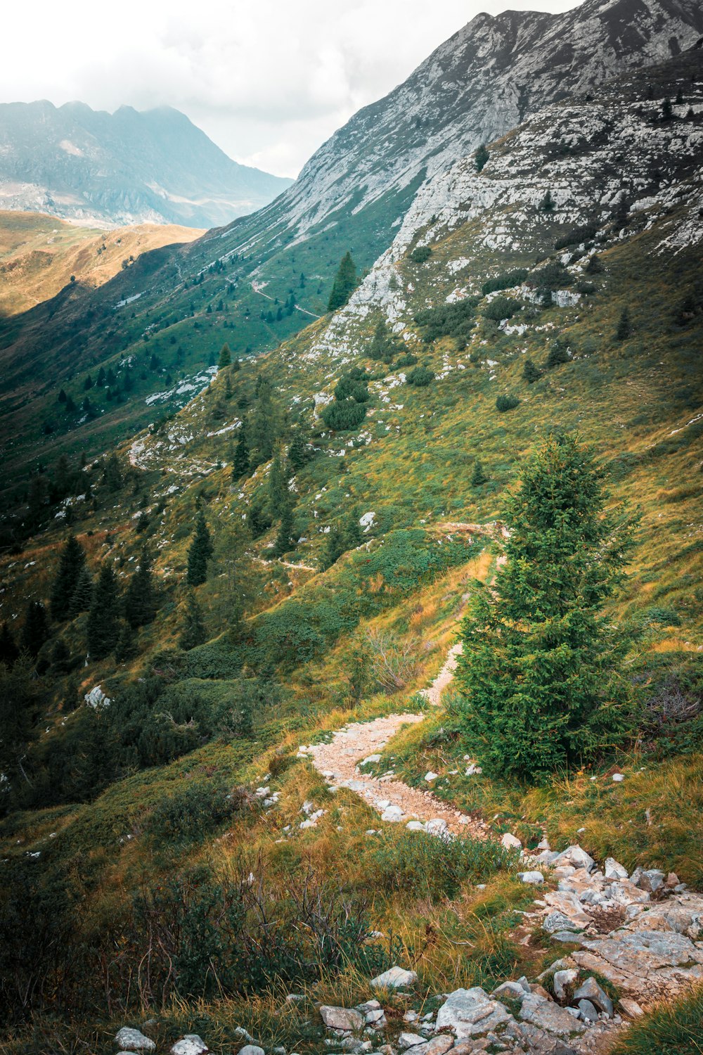 a mountain with trees and rocks