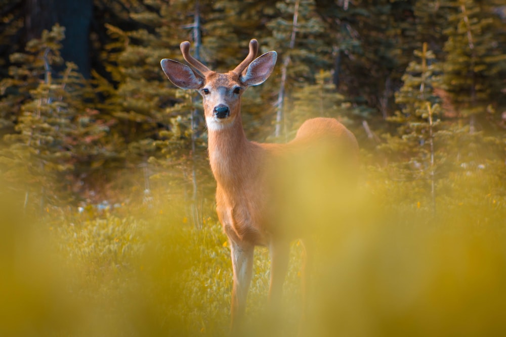 a deer standing in a field