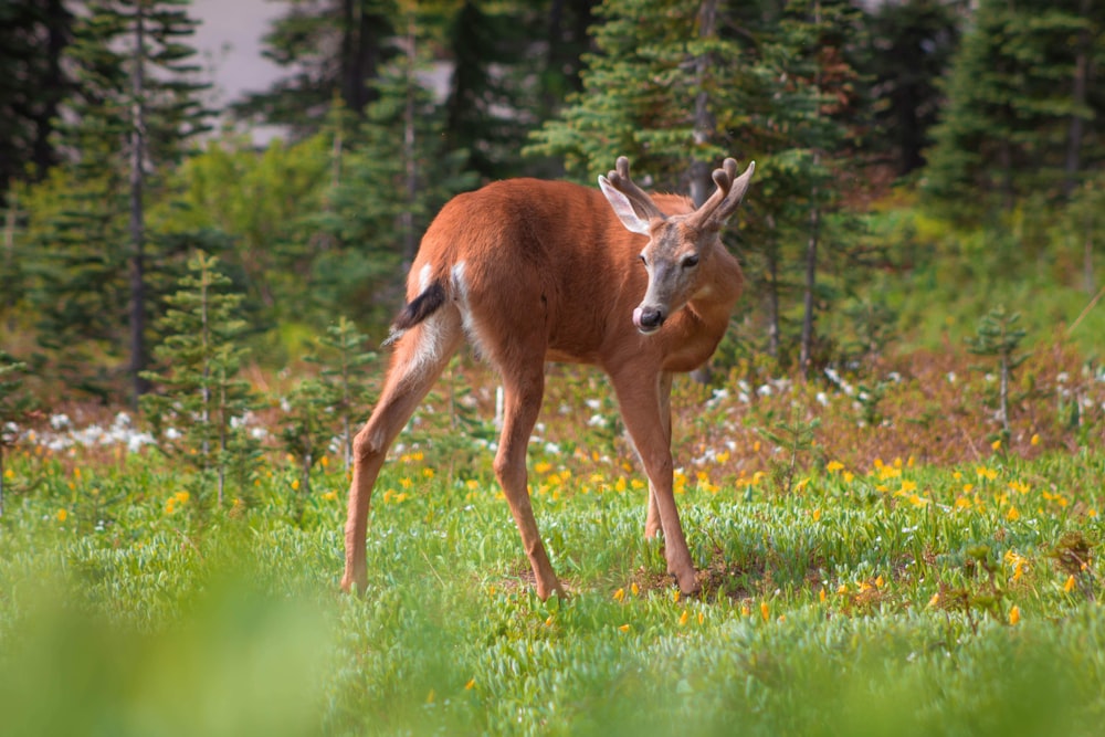 a deer in a grassy area