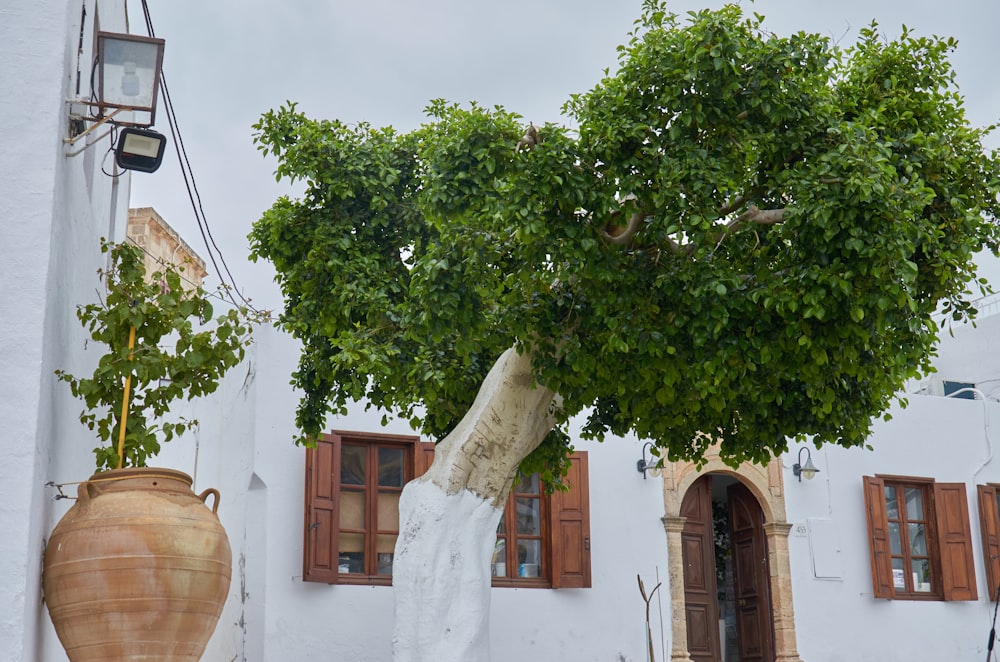 a tree growing from a building