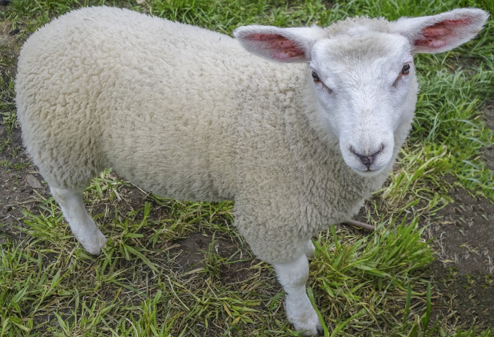 a white lamb standing on grass