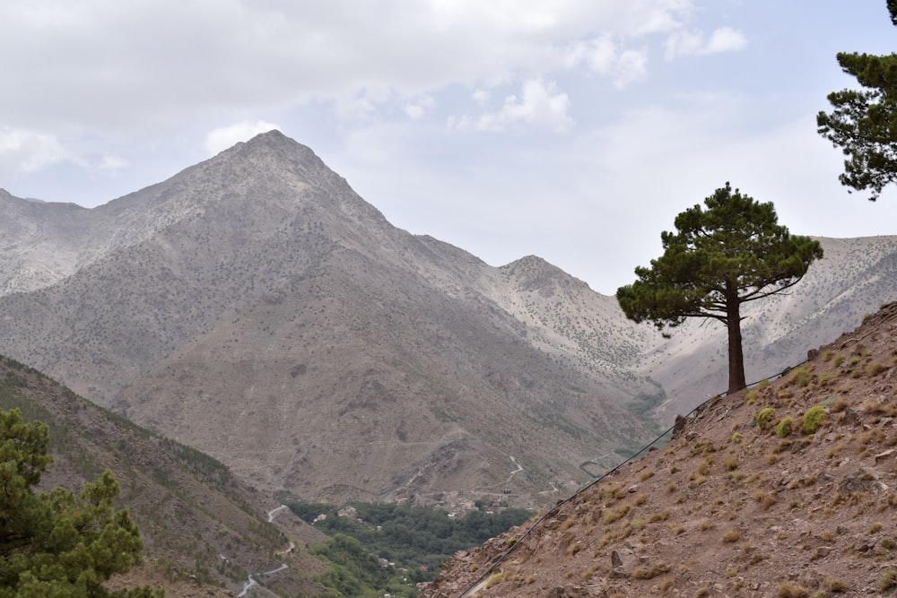 a tree on a hill