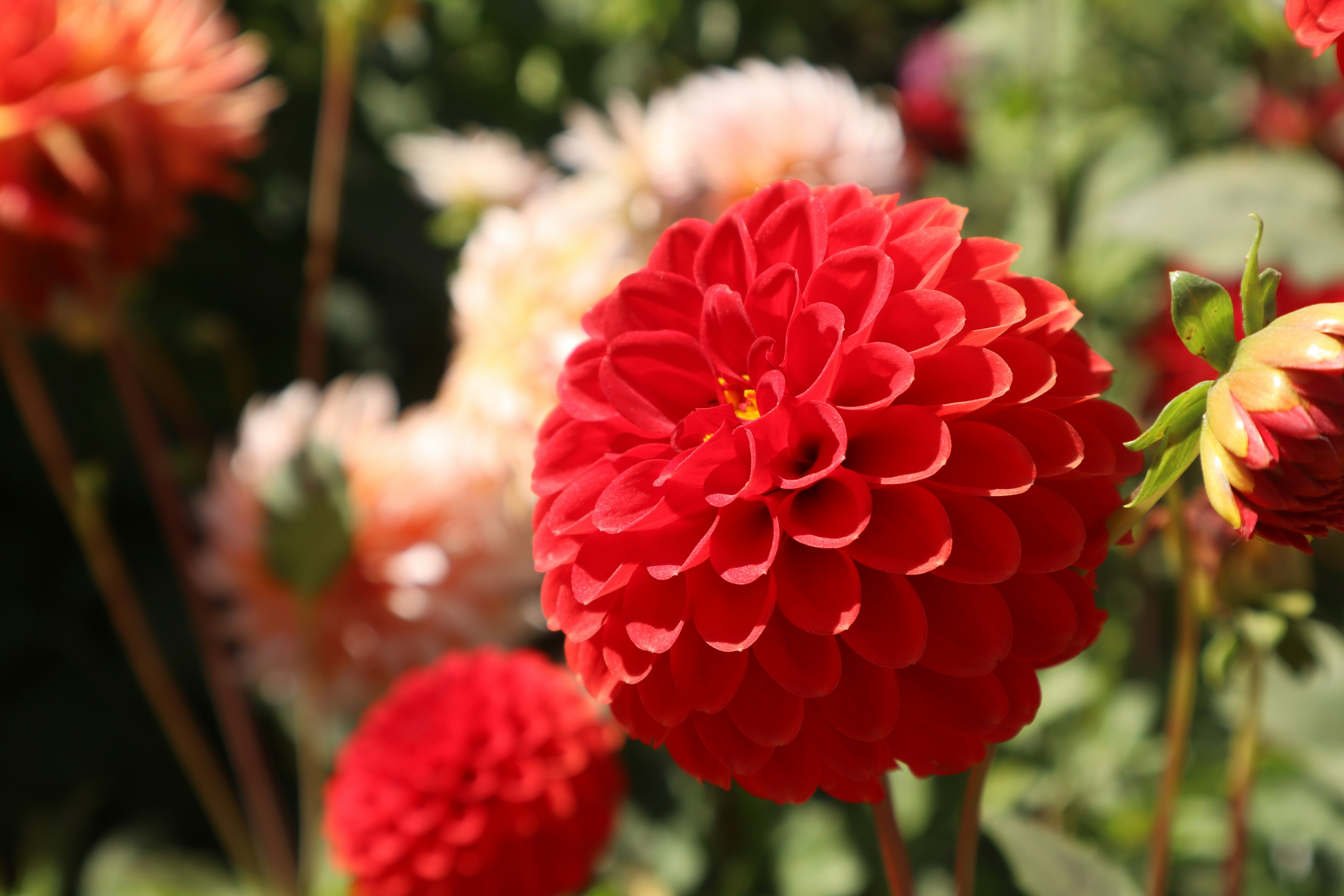 Photo by taylaktictac