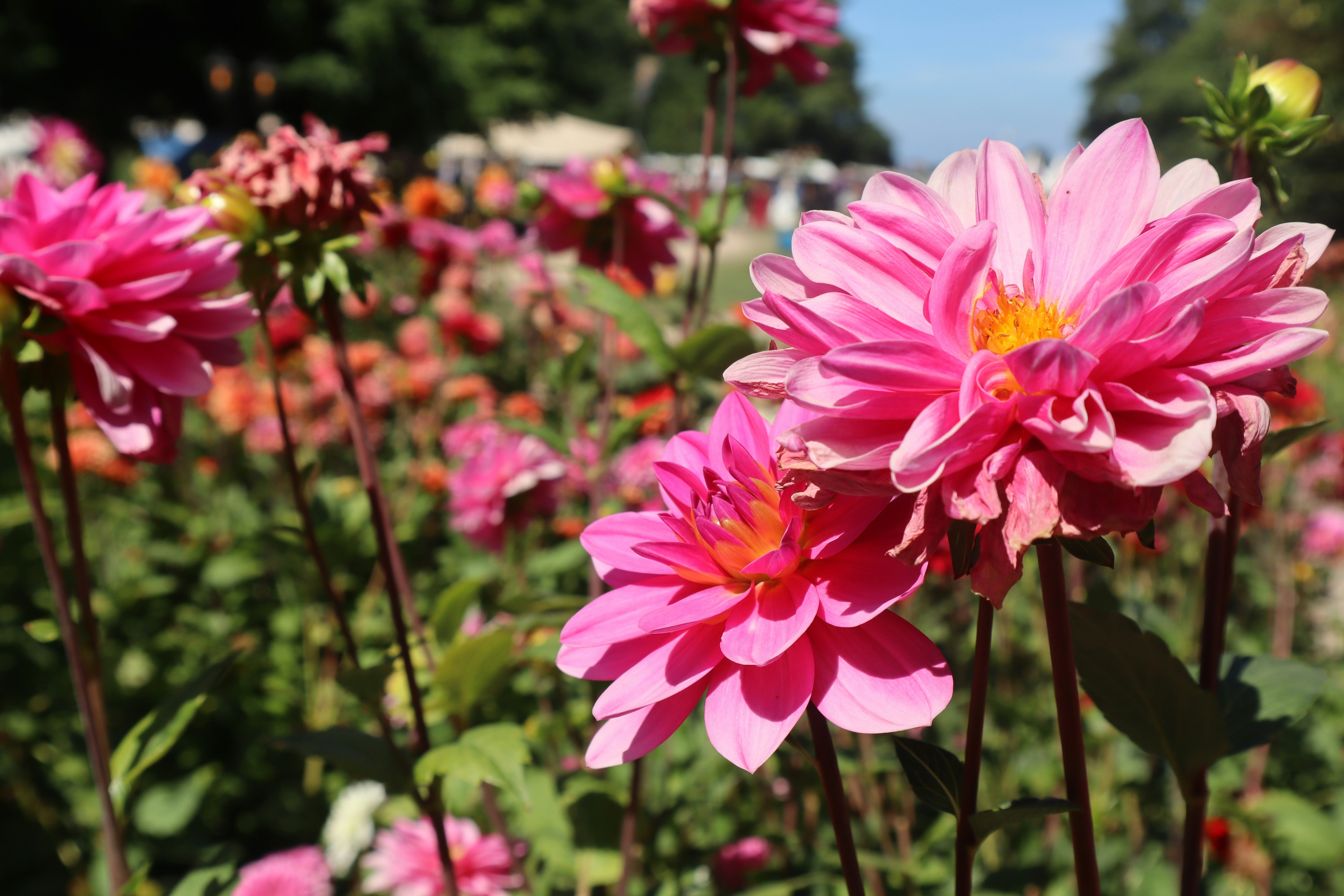 Taken at the Keukenhof Gardens in Lisse