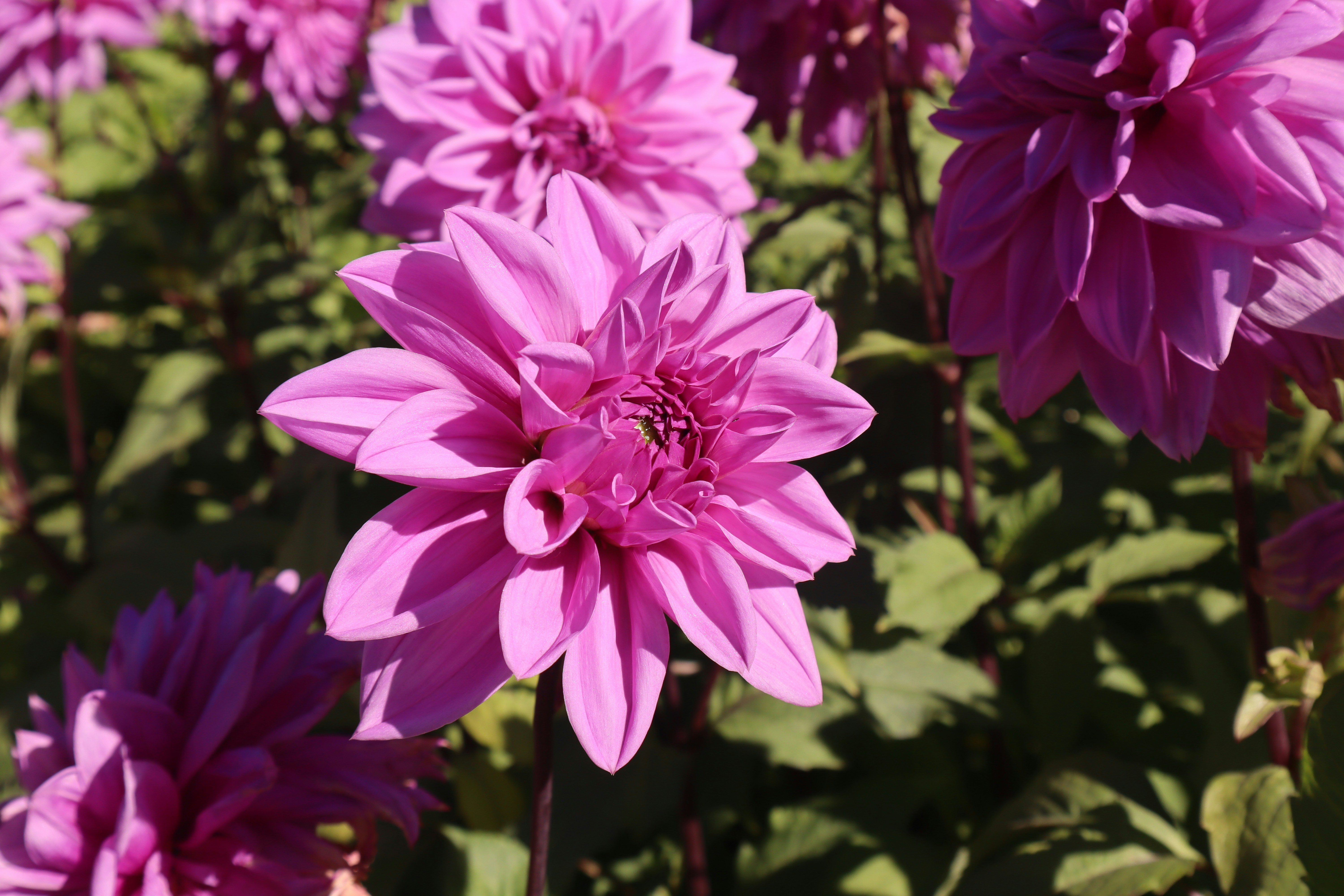 Photo by taylaktictac