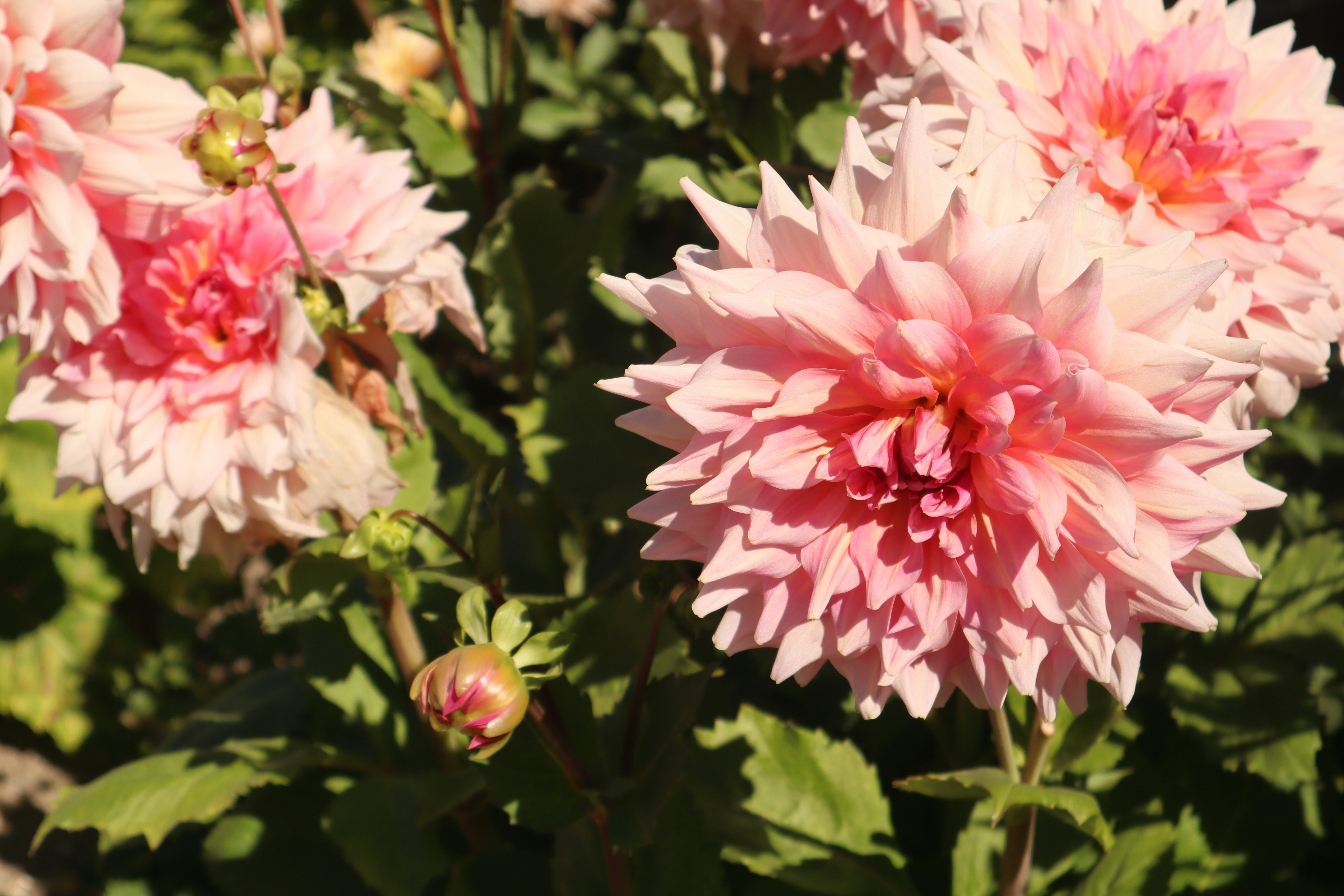 Photo by taylaktictac