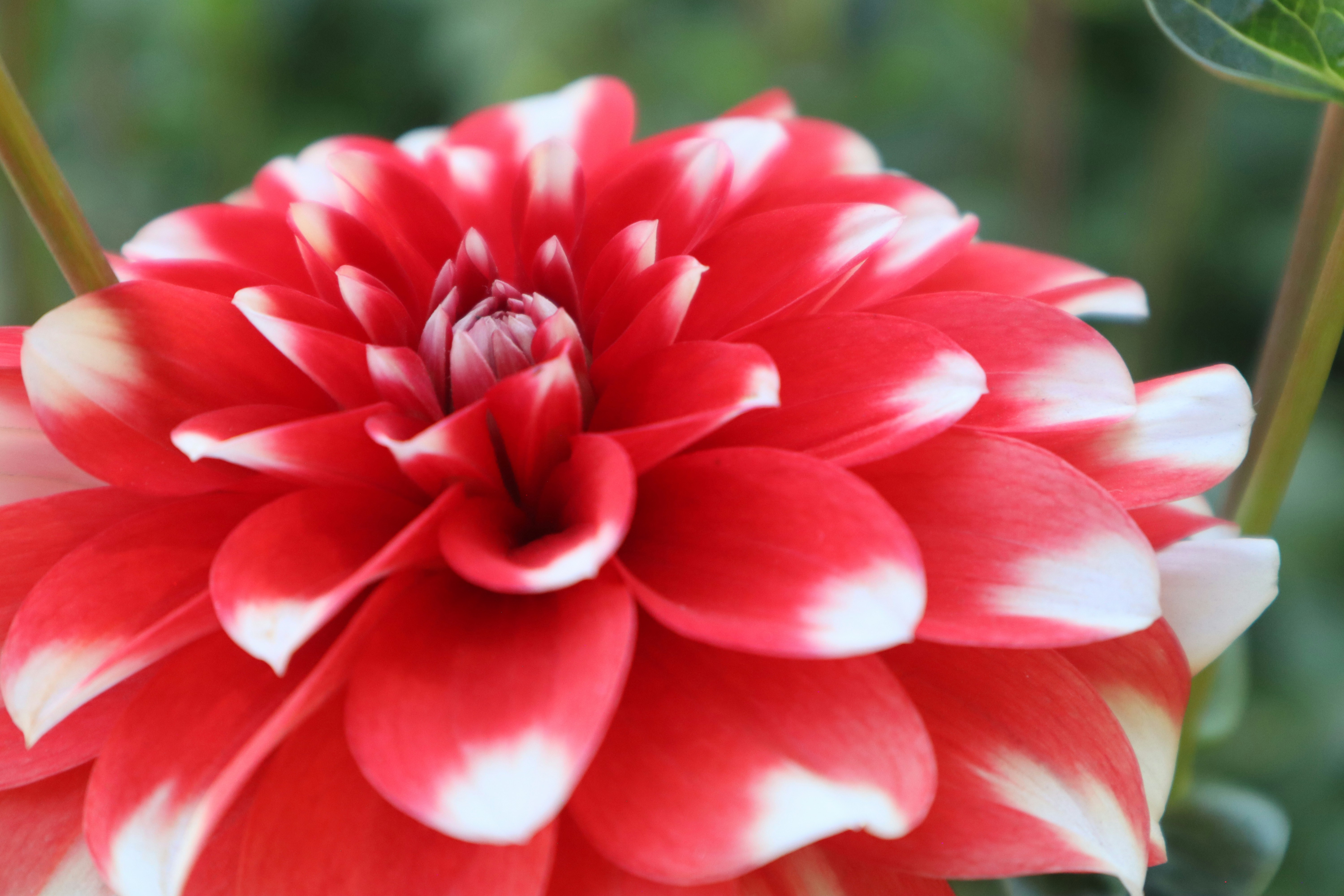 Photo by taylaktictac