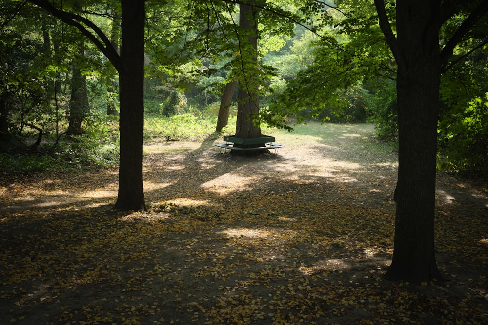 a path through a forest