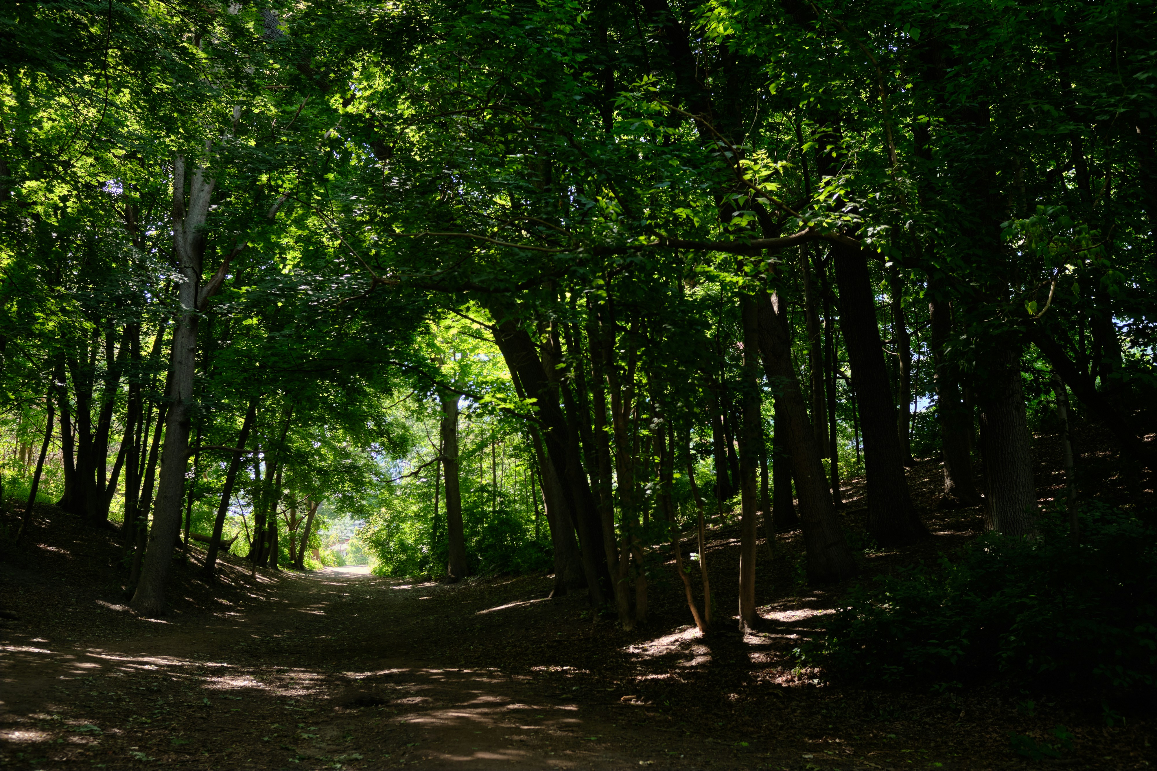 Un camino a través de un bosque foto – Imagen de Toronto gratuita en ...