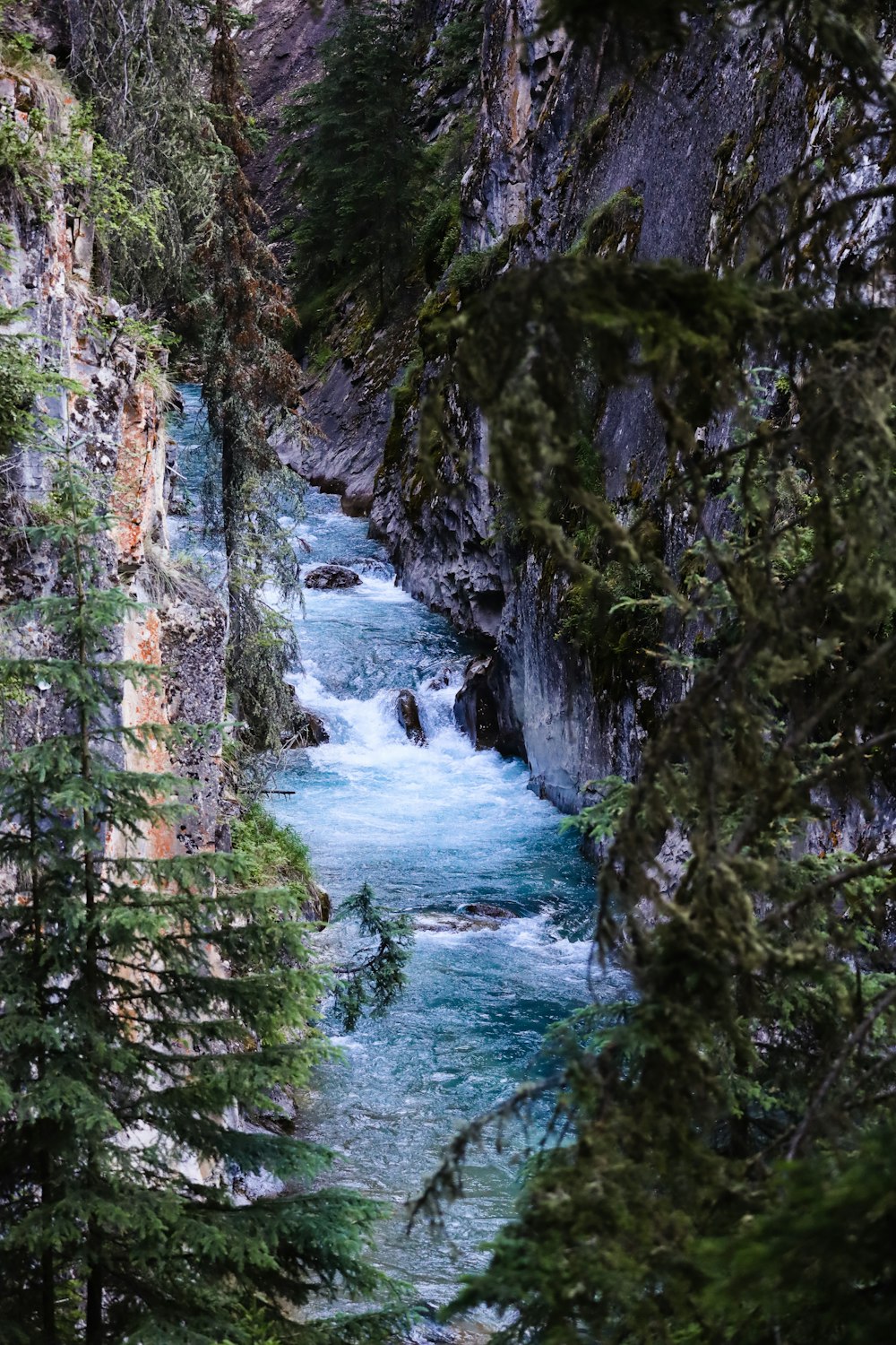 a river in a forest