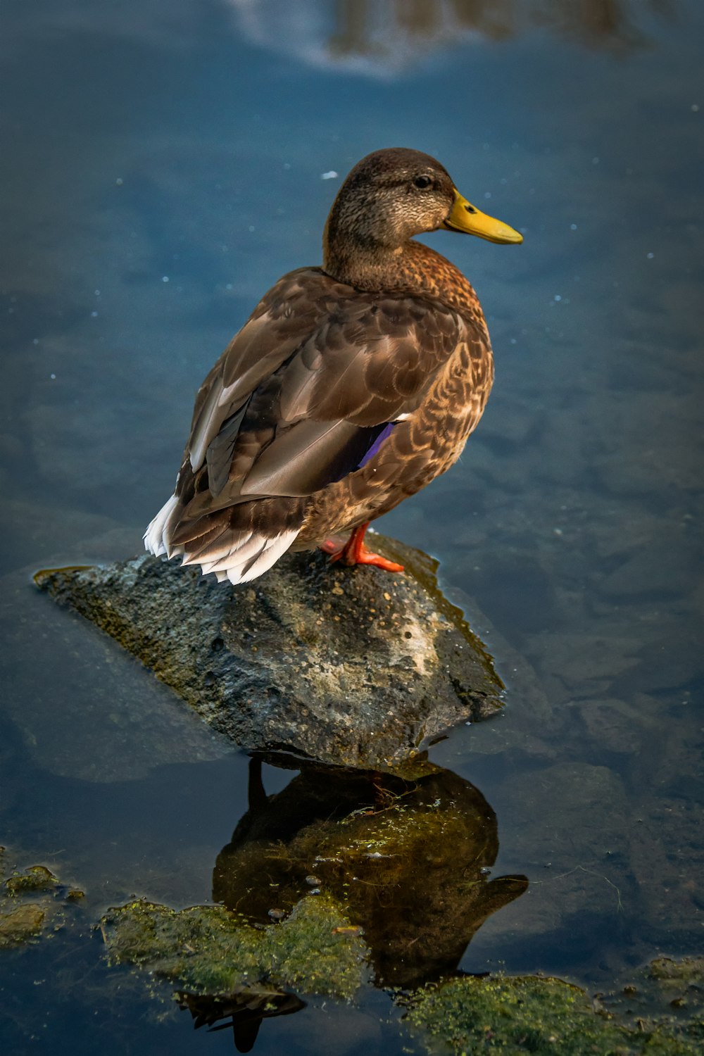 a duck on a rock in the water