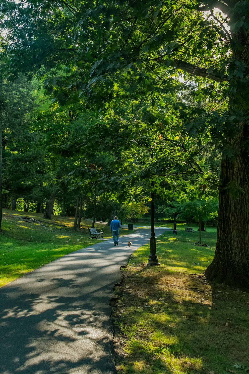 a person walking a dog on a path in a park