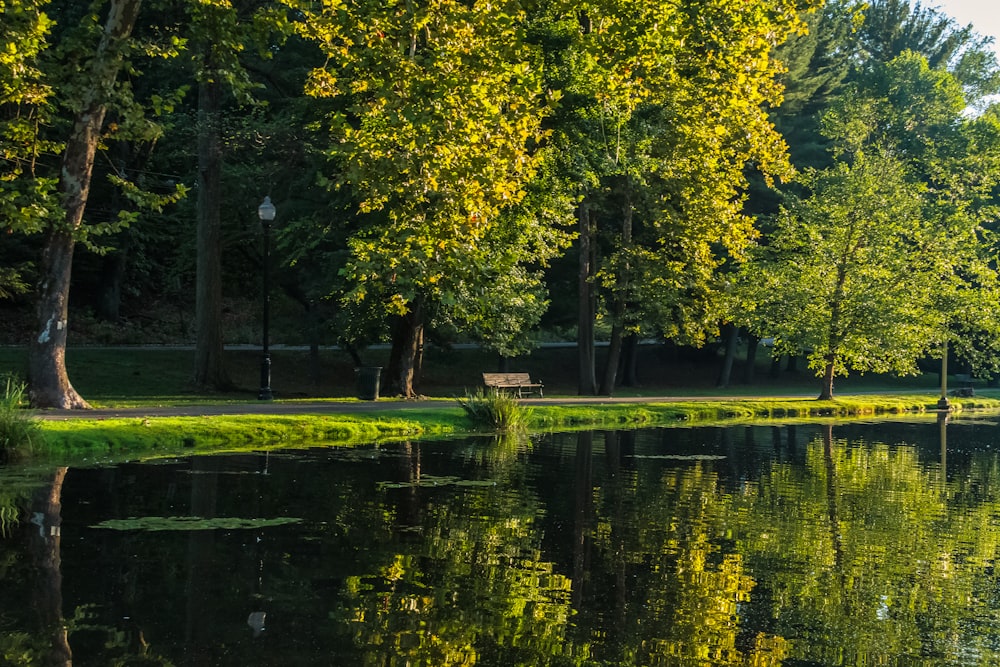 a pond with trees around it