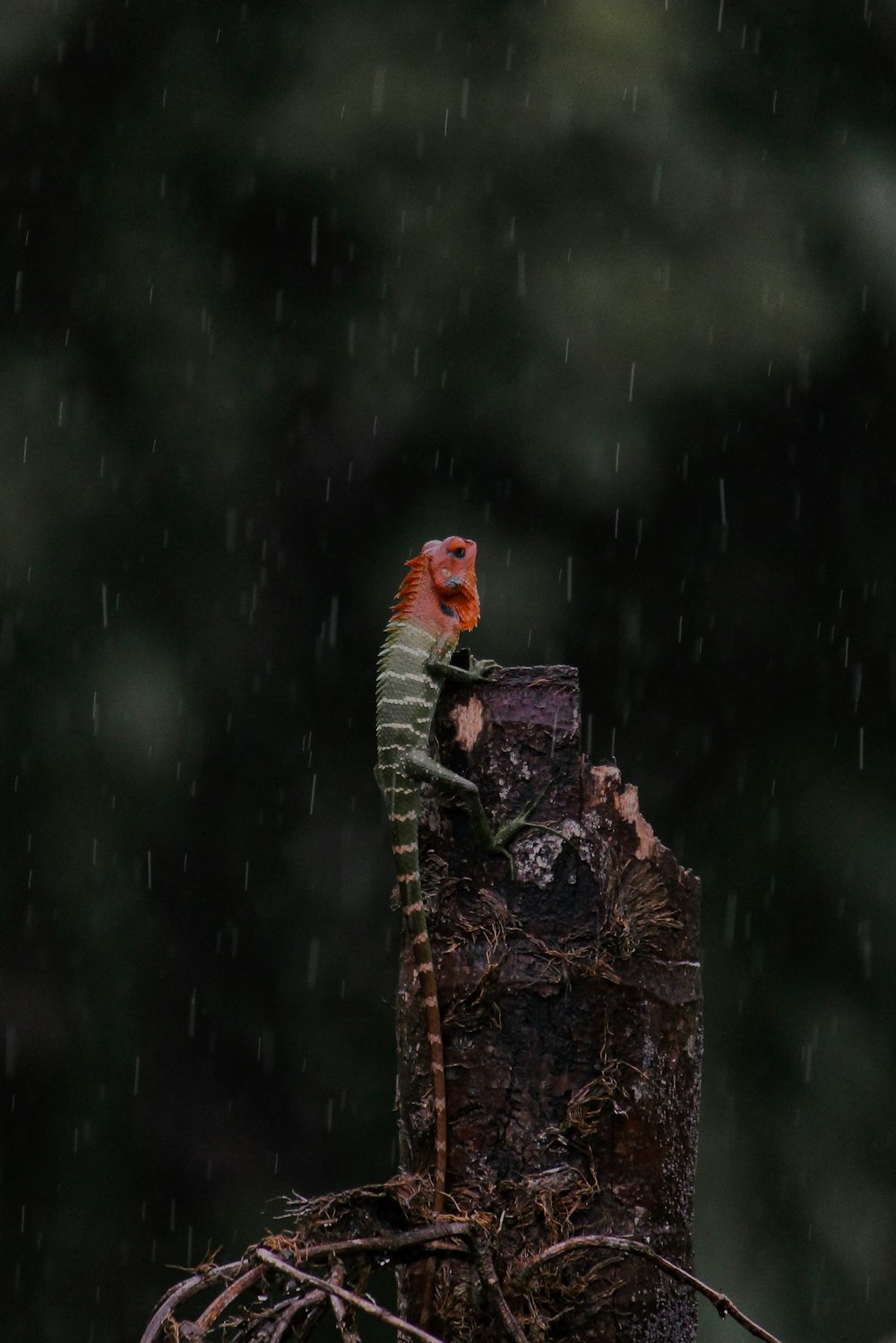 Un lagarto en el tocón de un árbol