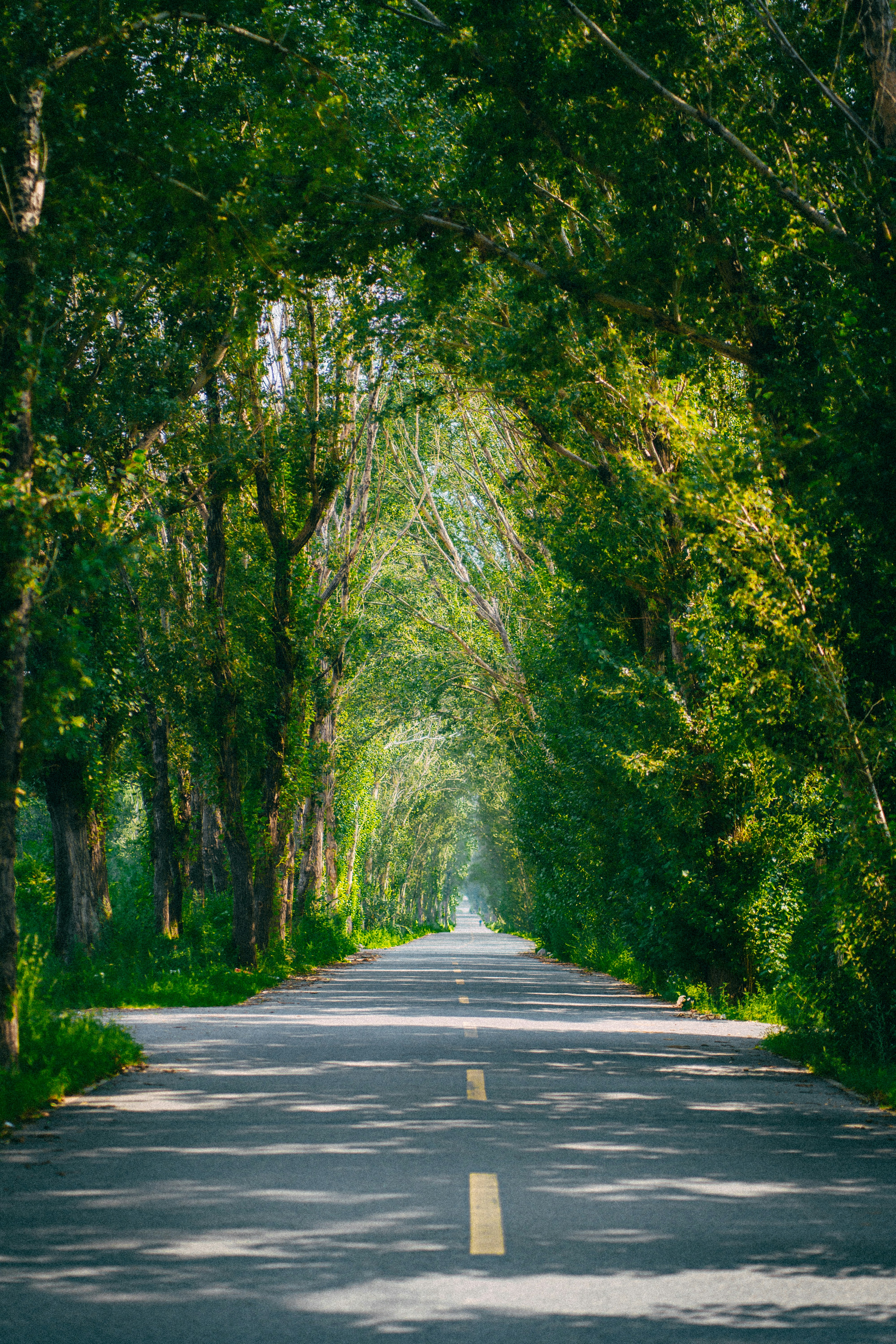 a road with trees on either side