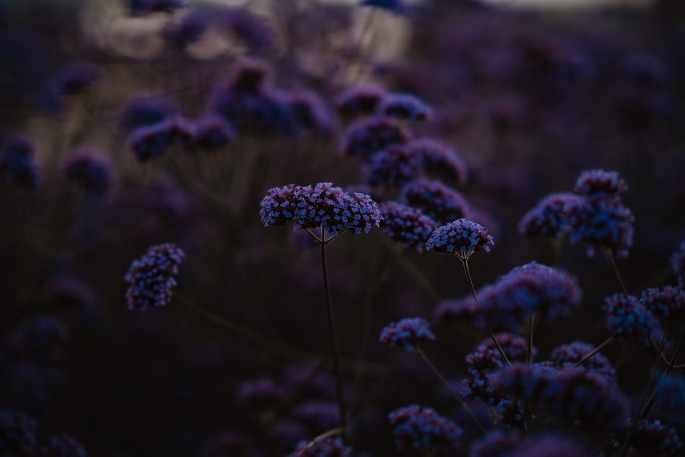 a close up of purple flowers