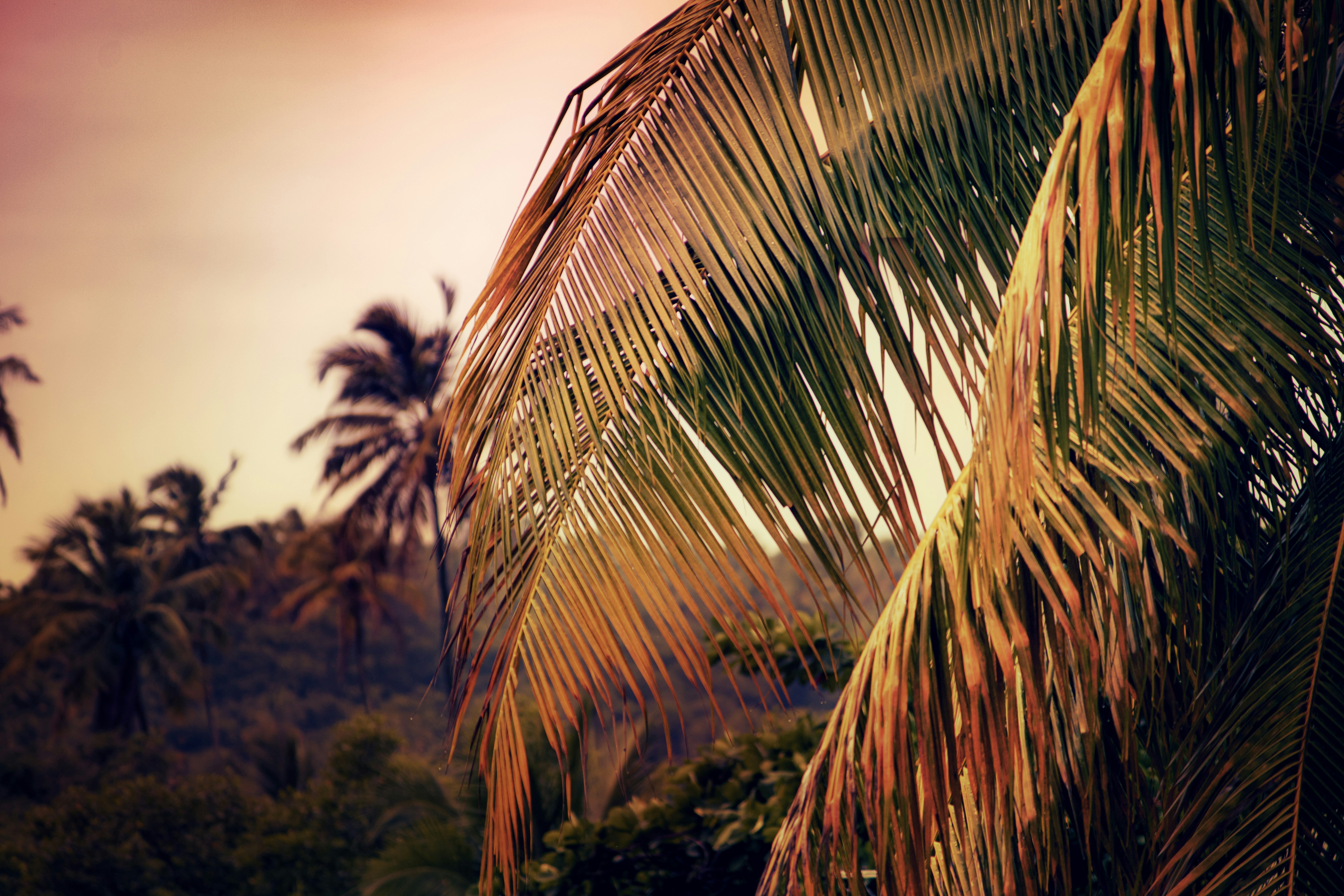 a group of palm trees