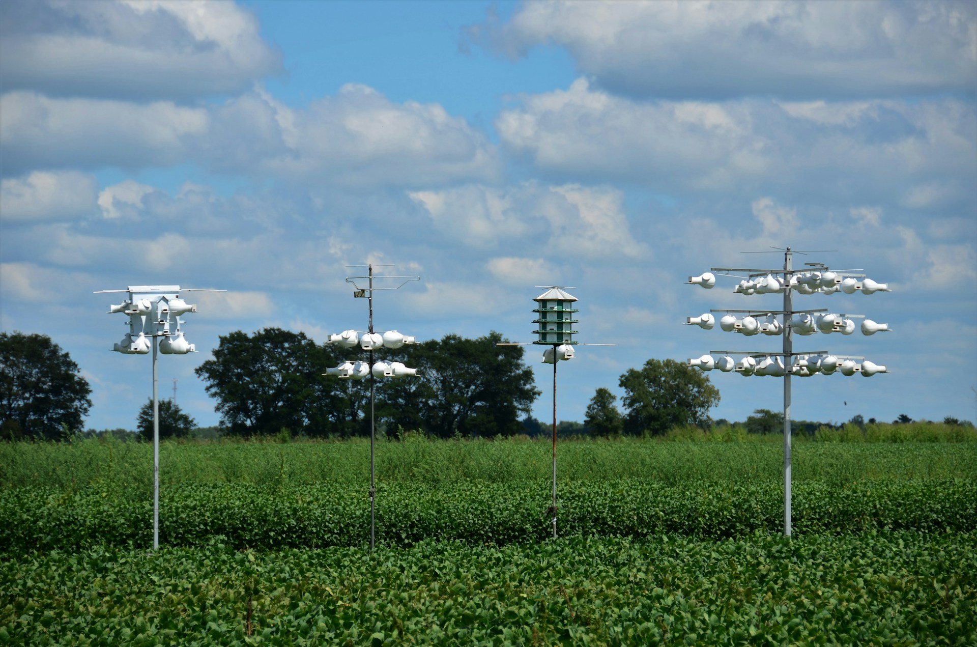a field of grass with windmills