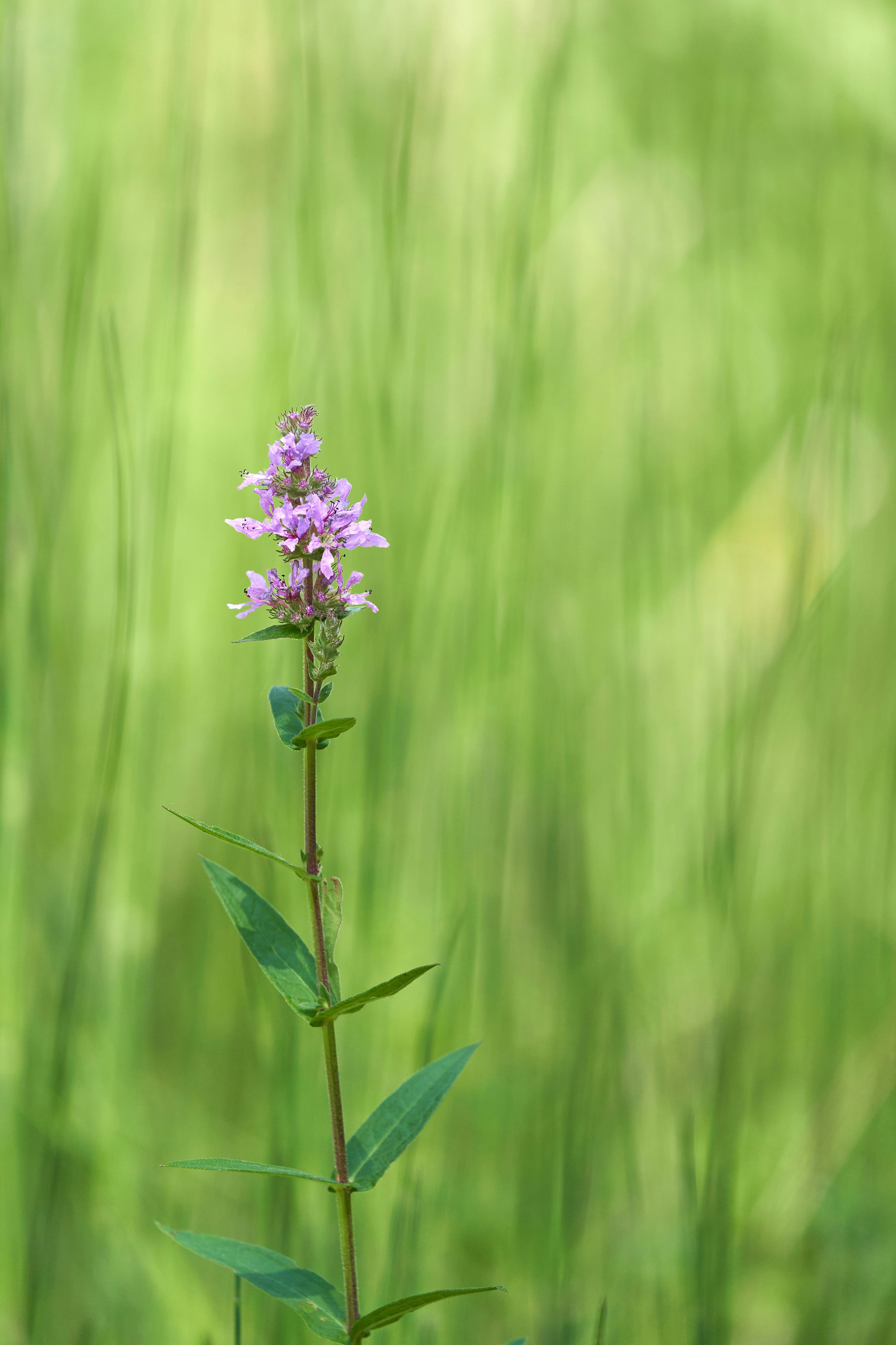 Photo by wolfgang_hasselmann