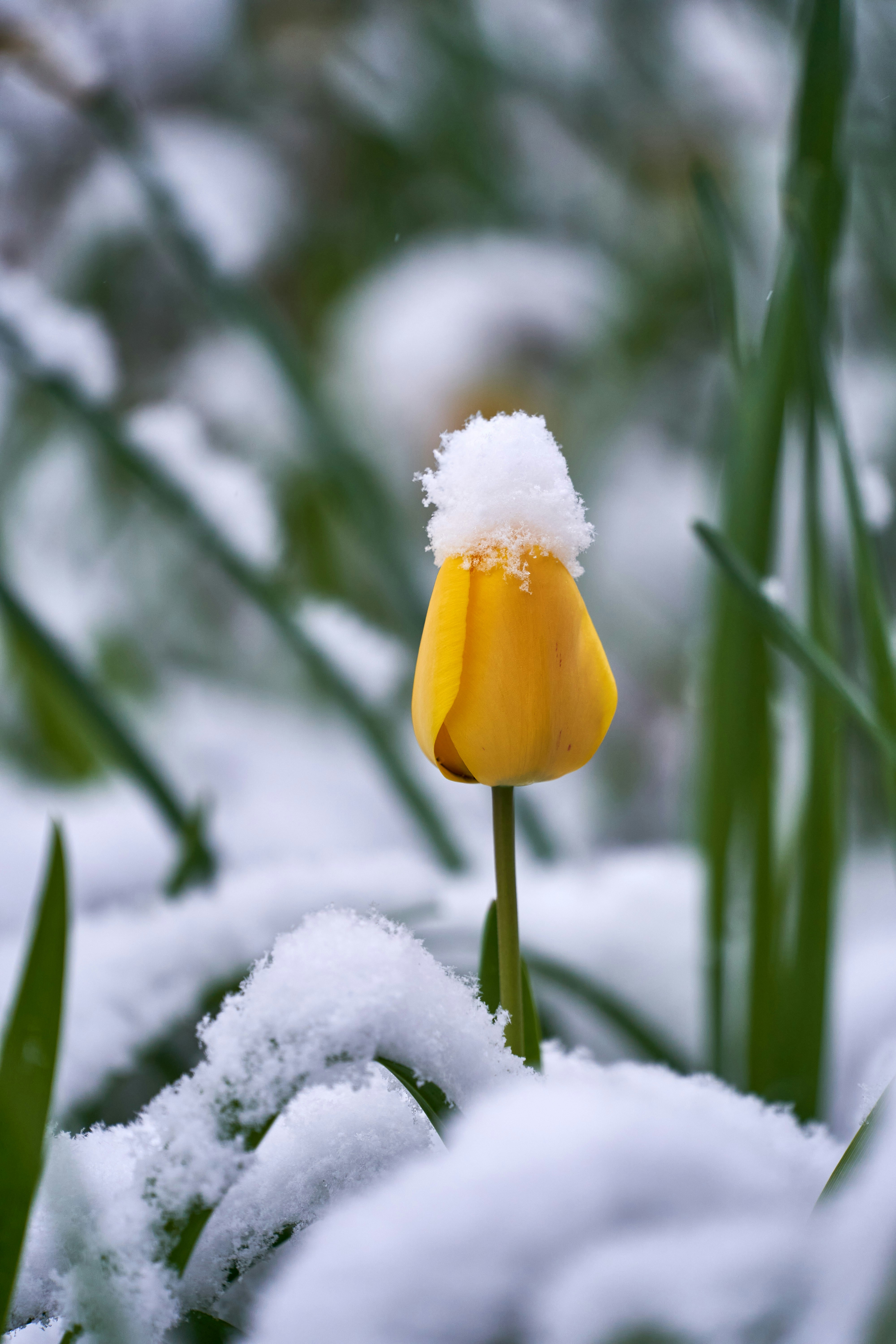 Photo by wolfgang_hasselmann