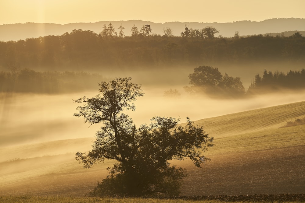 a foggy field with trees