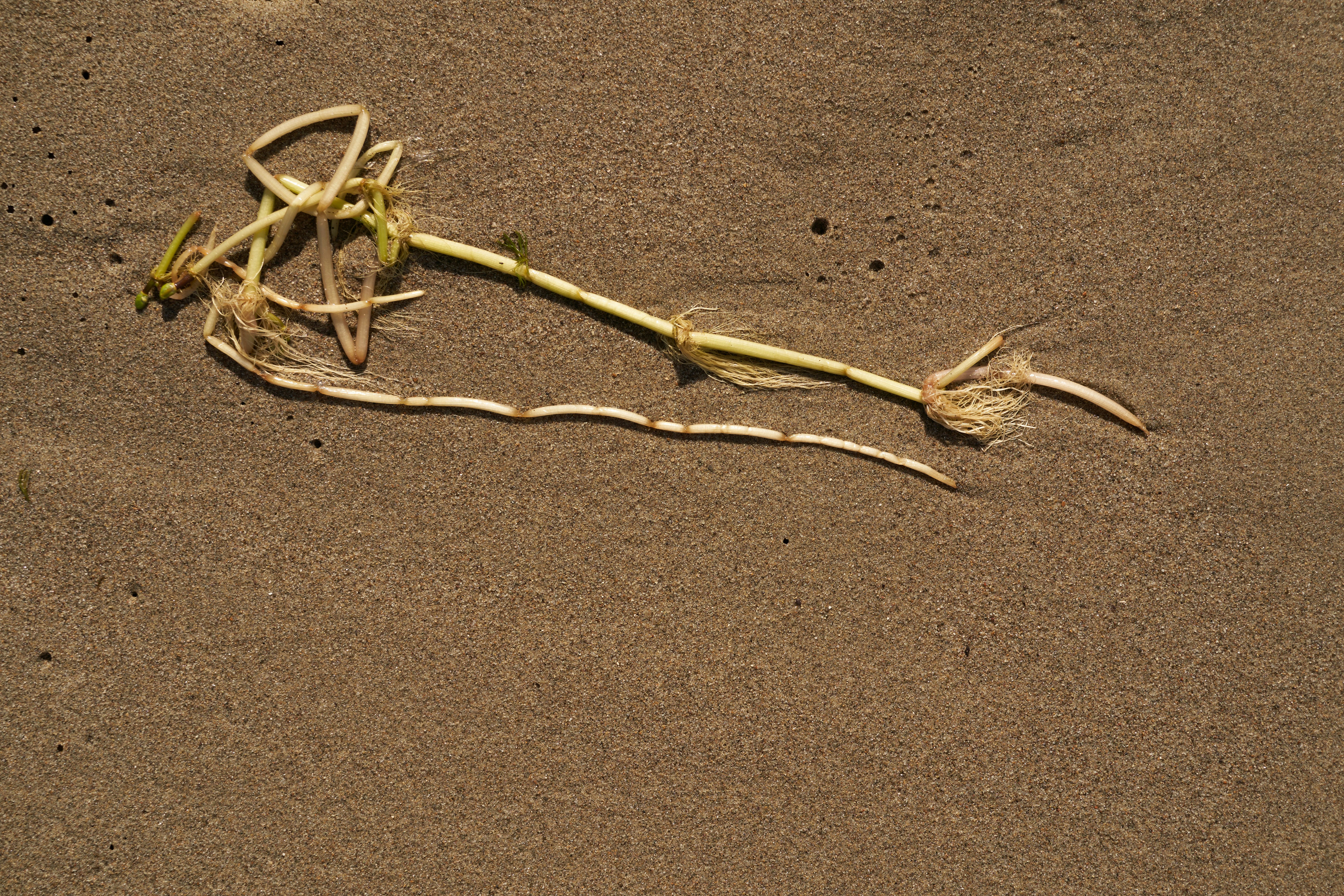 Photo by wolfgang_hasselmann